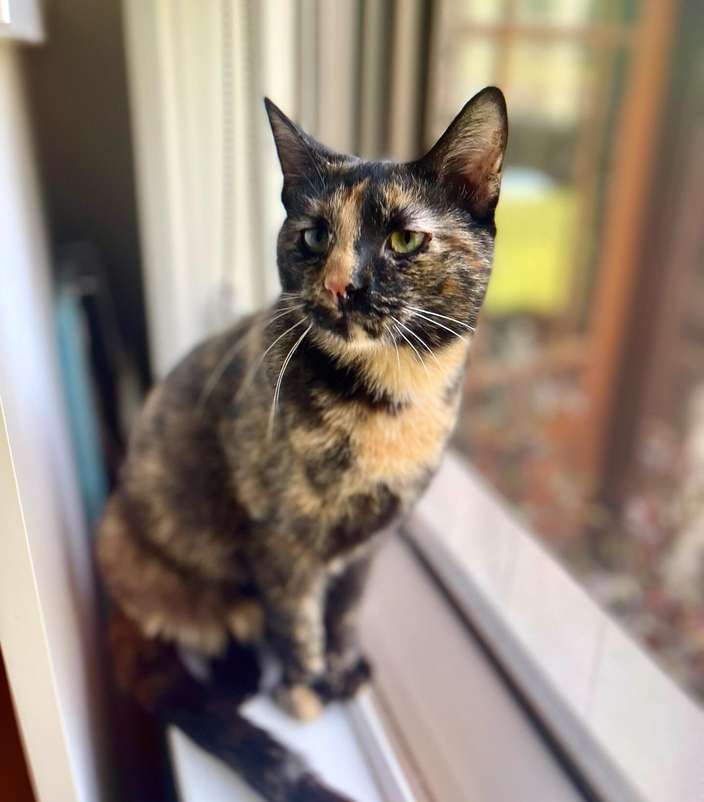 This perfect kitten is about as rare as Monday&rsquo;s solar eclipse &mdash; so how is she still available!? Hailey, the petite 6lb, 11-month-old tortoiseshell girly is an itty bitty sweetheart who adores everything and everyone she meets, from peopl