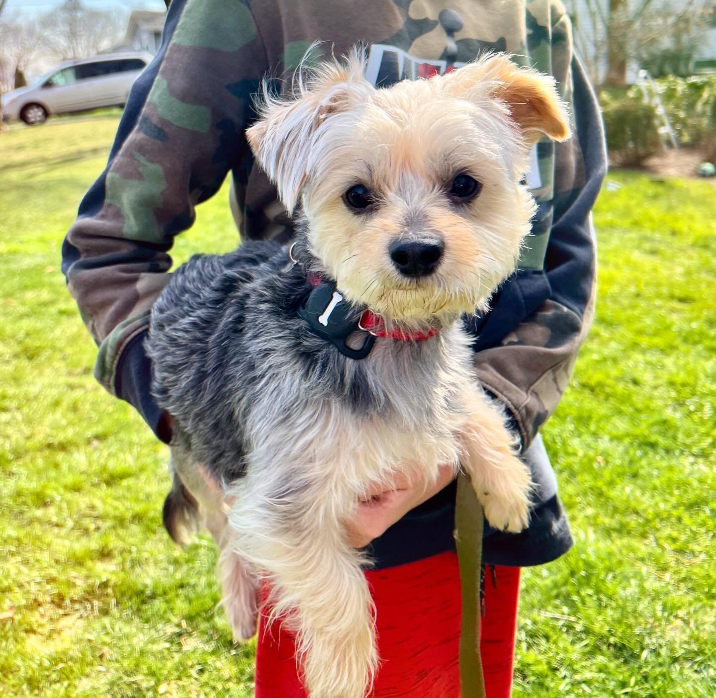 ADOPTED &bull; Remember our friend Vinny? Last we posted, we took in this adorable 3-5 year old, 8 pound Yorkie as a medical case and asked for donations to help with his FHO surgery. Because of your donations, this sweet boy is recovering from surge