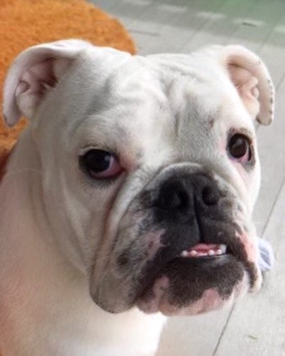 Beware of Bette the Bulldog, she&rsquo;ll steal your heart. Meet the adorably quirky 3-year-old bulldog guaranteed to make life more fun. Despite her tough exterior, Bette is nothing short of mush underneath. She loves to cuddle in bed with her human