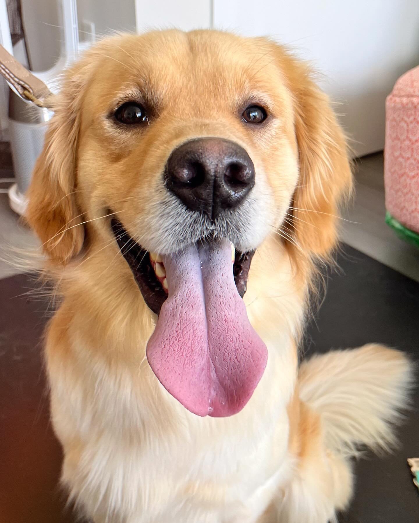 ADOPTED &bull; My oh Milo &mdash; this 3-year-old Golden Retriever is the epitome of perfection! Milo has a heart of pure gold(en) and is as friendly as they come! He adores everyone he meets, including humans and dogs of all sizes. Milo is a typical