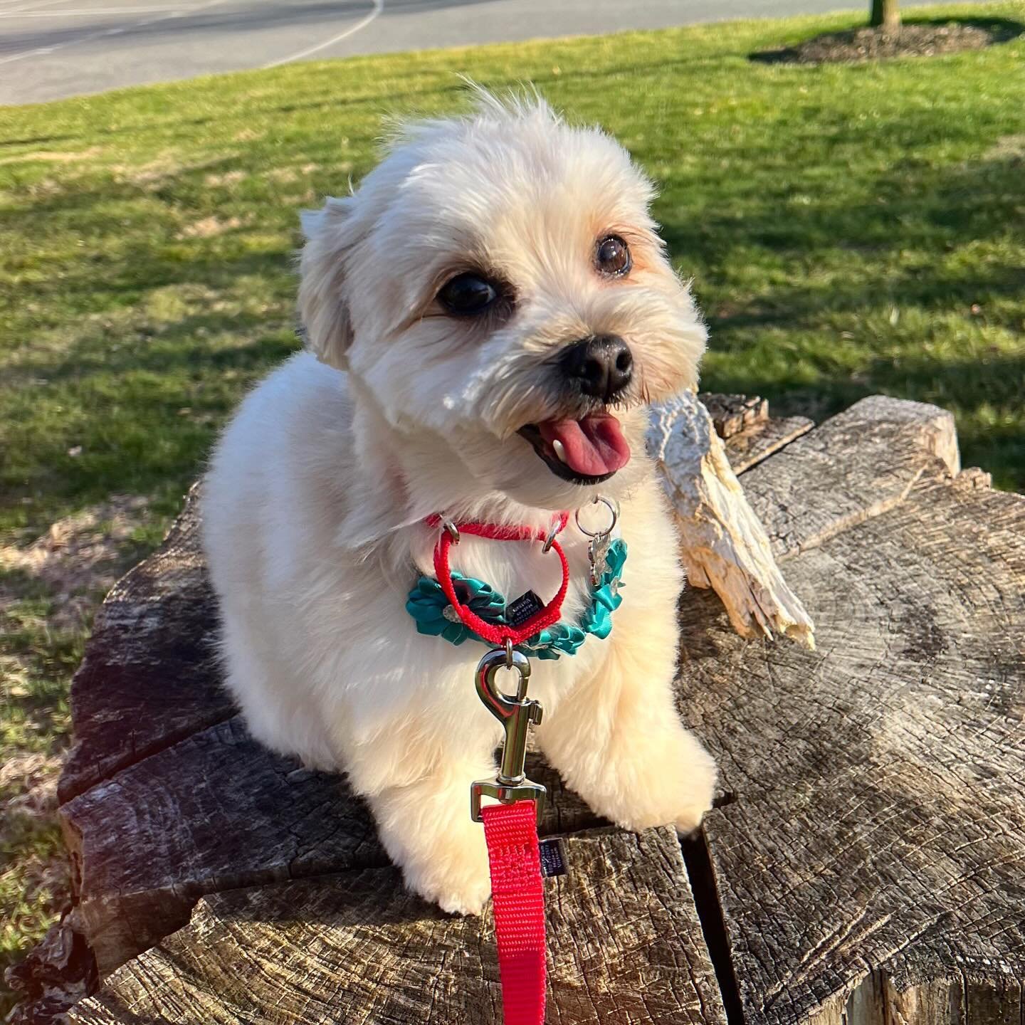 ADOPTED &bull; Want the secret to satisfying your sweet tooth? Adopting Jelly Bean! This delicious 1.5 year old female Maltese mix weighs 6-7lbs and is just as sweet as you&rsquo;d expect. Jelly Bean is a very social lady and showers everyone she mee