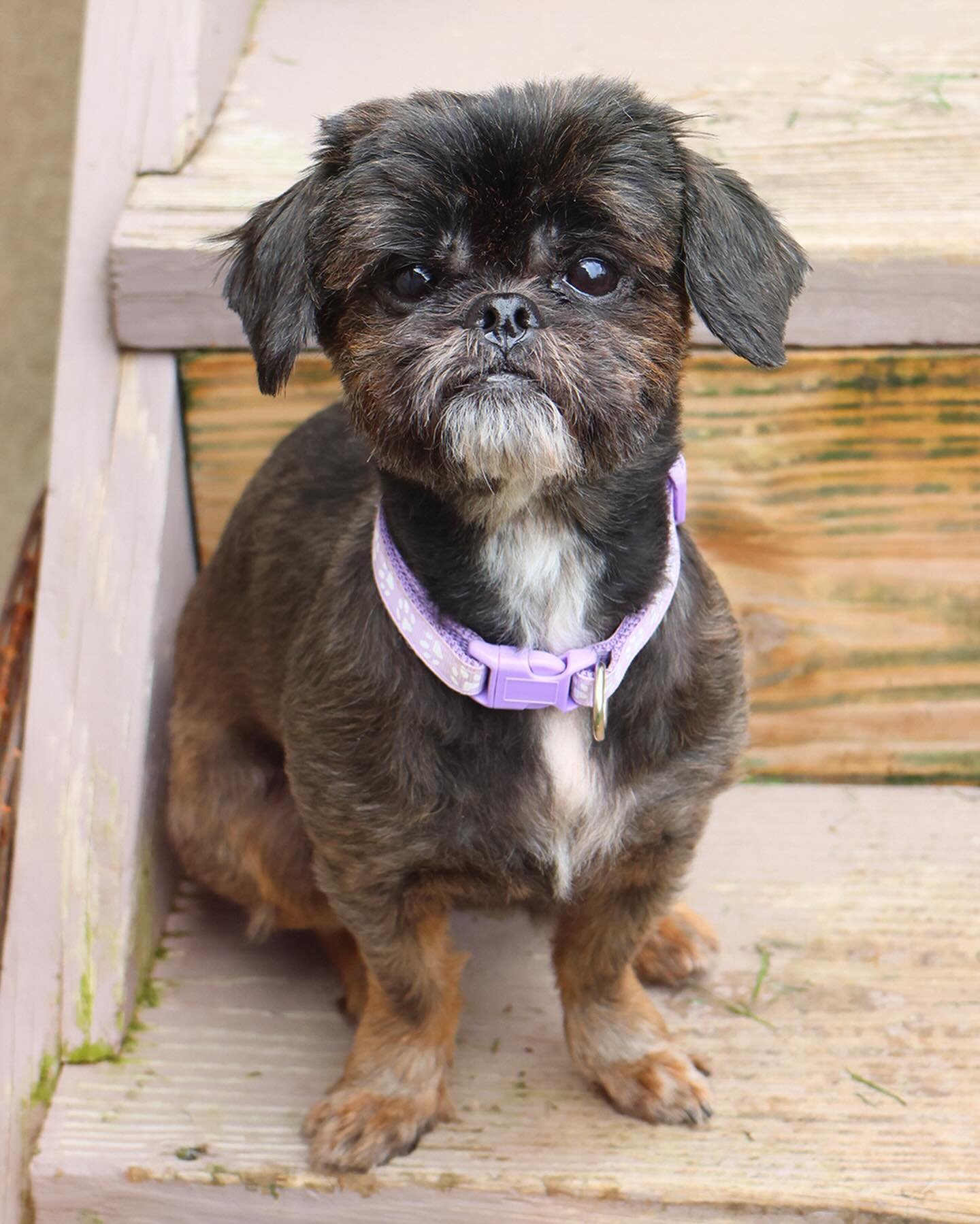 Have you ever seen a Lady with a more beautiful face? Introducing Lady, the 8 year old, gorgeous Shih Tzu mix! Despite being surrendered to a local shelter, Lady has maintained her heart of gold and her grace and charm. This perfect girl adjusted to 