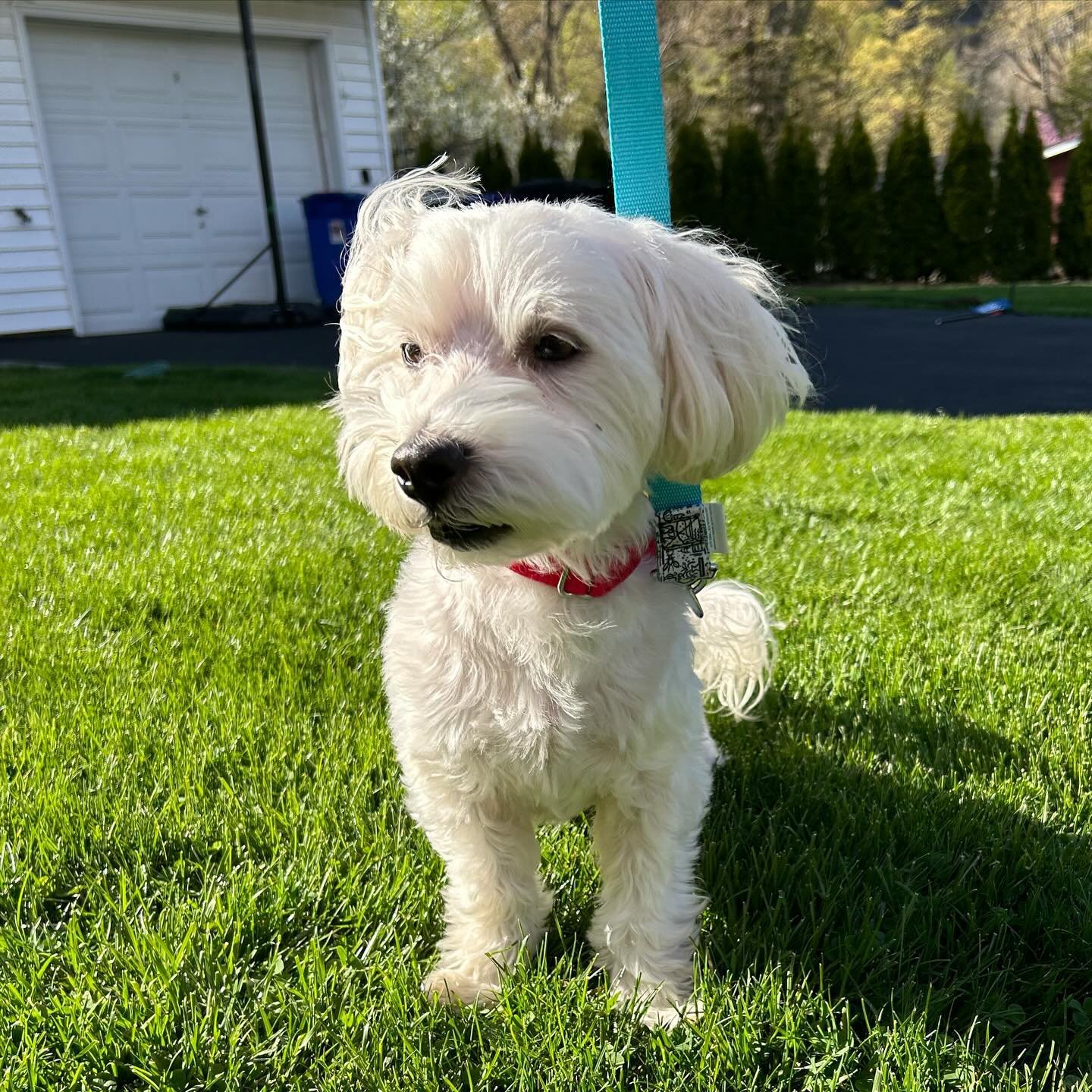Meet the beary handsome Teddy. This adorable 7-10 year old Maltipoo (our best guess!) is a true sweetheart who adores his humans and thrives on companionship. Teddy walks perfectly on a leash, making walks with him the best part of your day. He is mo