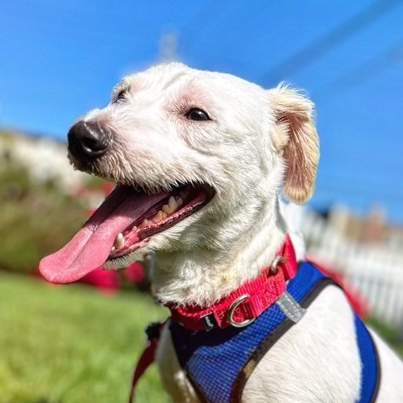 Meet Murray, the handsome 1-2 year old West Highland Terrier mix named after the charming @chadmichaelmurray. Despite a rough start having been dropped off at the ACC, Murray is thriving in his foster home and is ready to find his forever family. Thi