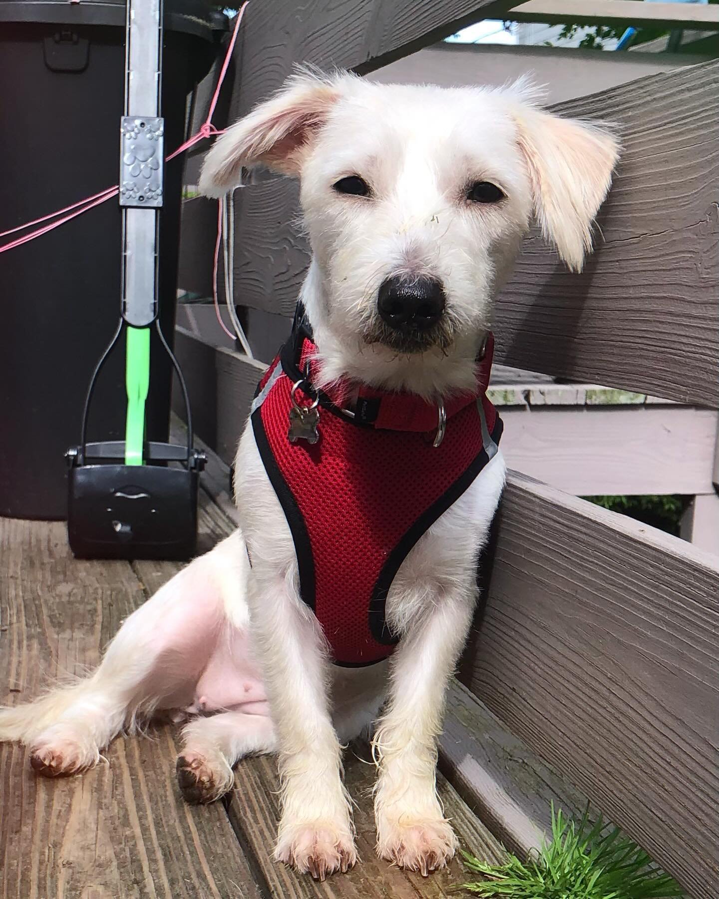 No, we&rsquo;re not posting the same dog again&mdash;meet Margot, the gorgeous 2 year old West Highland Terrier mix weighing in at a petite 18 lbs. We took Margot in from the ACC with her buddy Murray and she is thriving in her foster home. Margot is