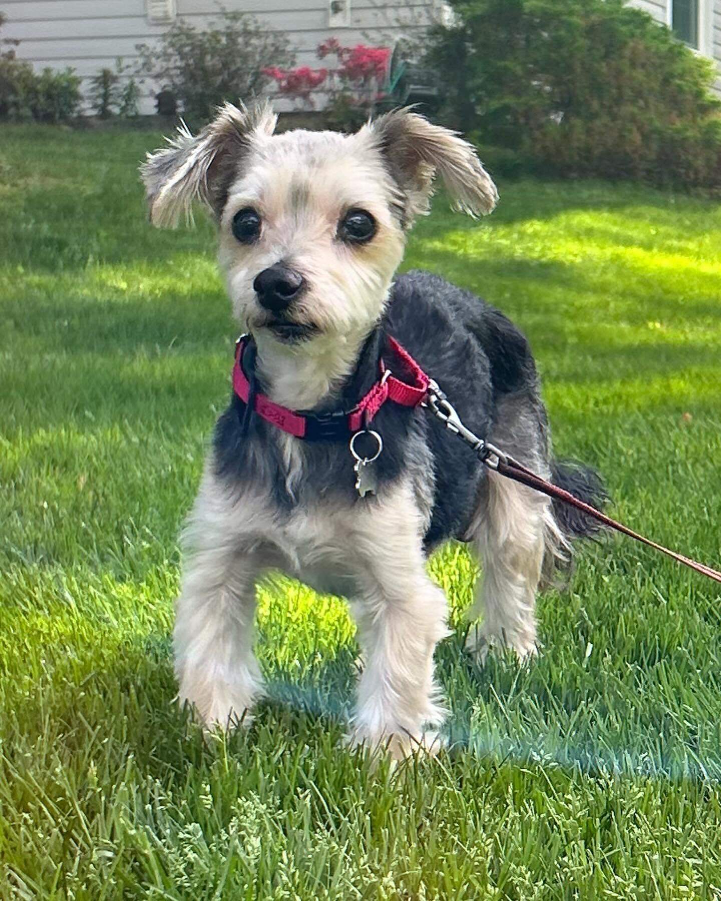 Introducing Sir Winston, the dapper 10-12 year old, 8lb Yorkie who proves age is but a number! Despite his senior status, Winston is full of life and still has plenty of pep in his step. This sweet boy is the epitome of happiness, with a great appeti