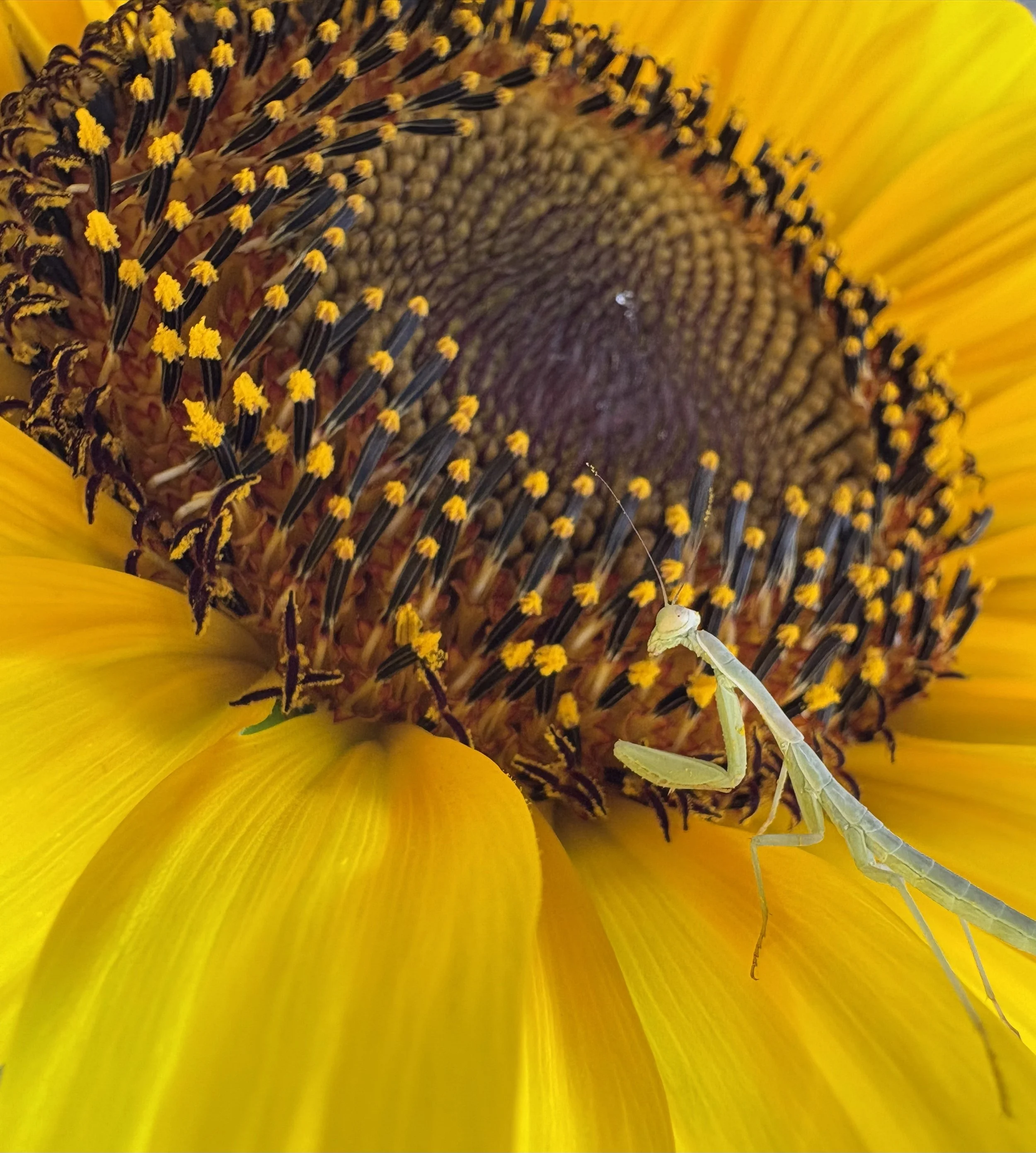 Praying mantis on newly bloomed sunflower (June 2026)