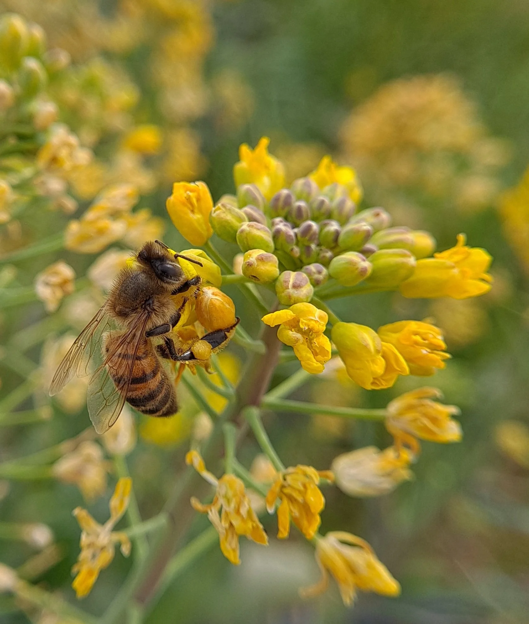 Honey bee on broccoli flower at local farm - Anthony, NM (March 2022)