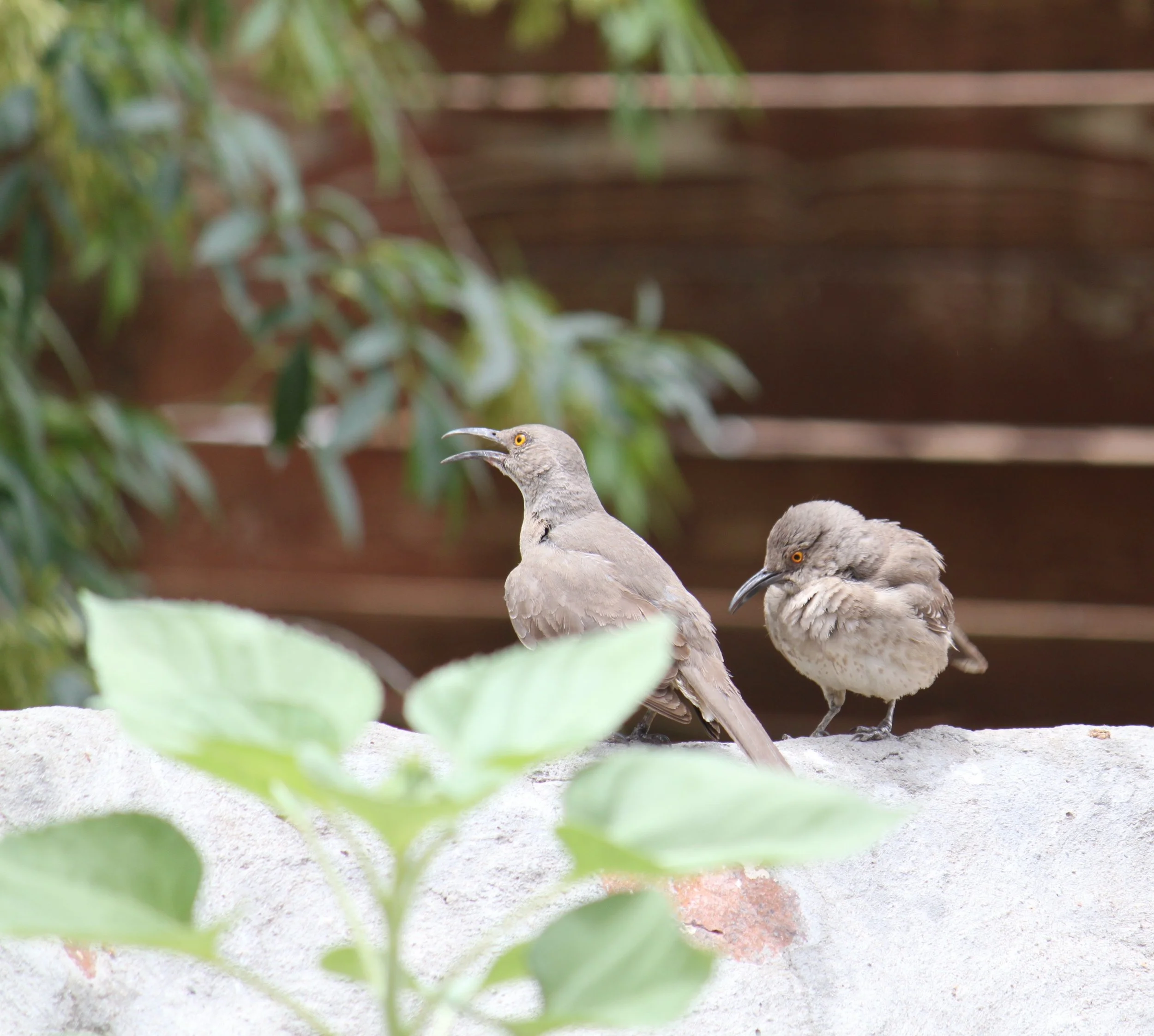 Two curve-billed thrashers (June 2026)