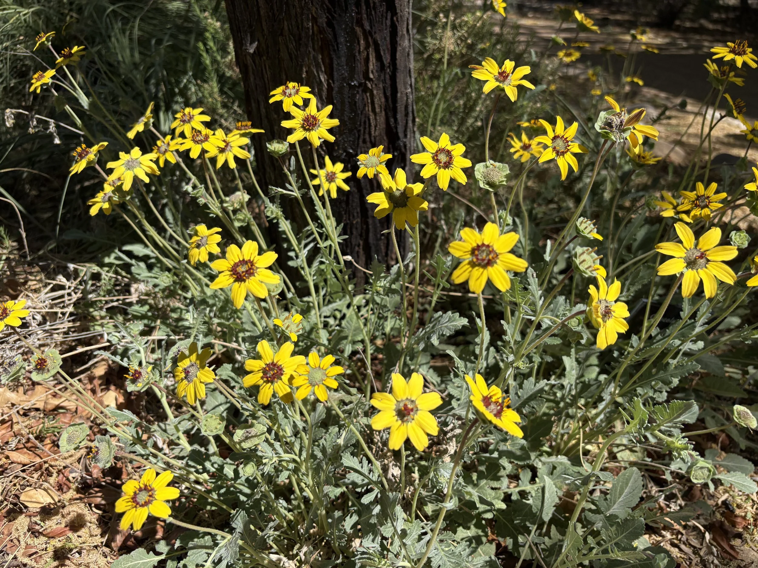 Chocolate Daisies (April 2026)