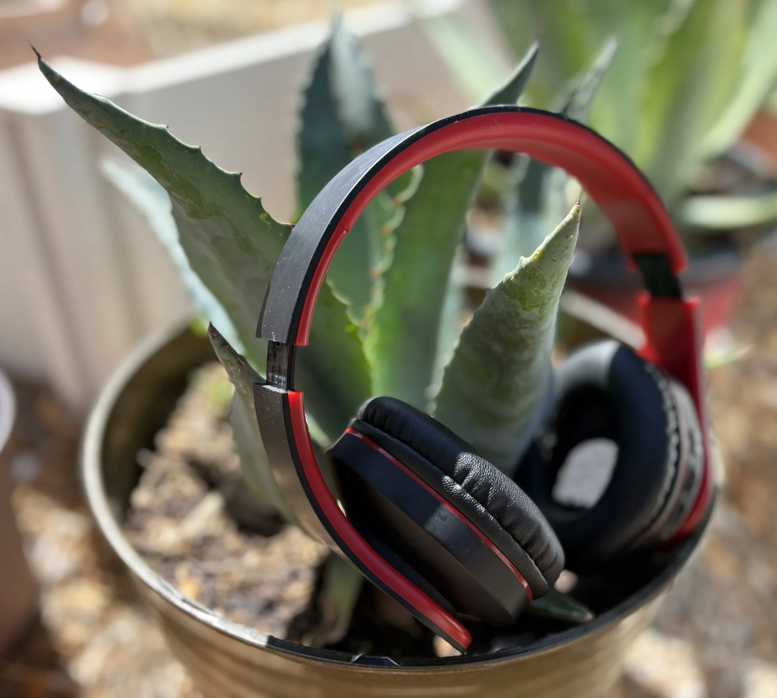 The Gift of Sound and Vision