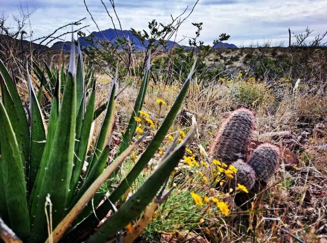 Assortment of desert plants - El Paso, TX (November 2022)