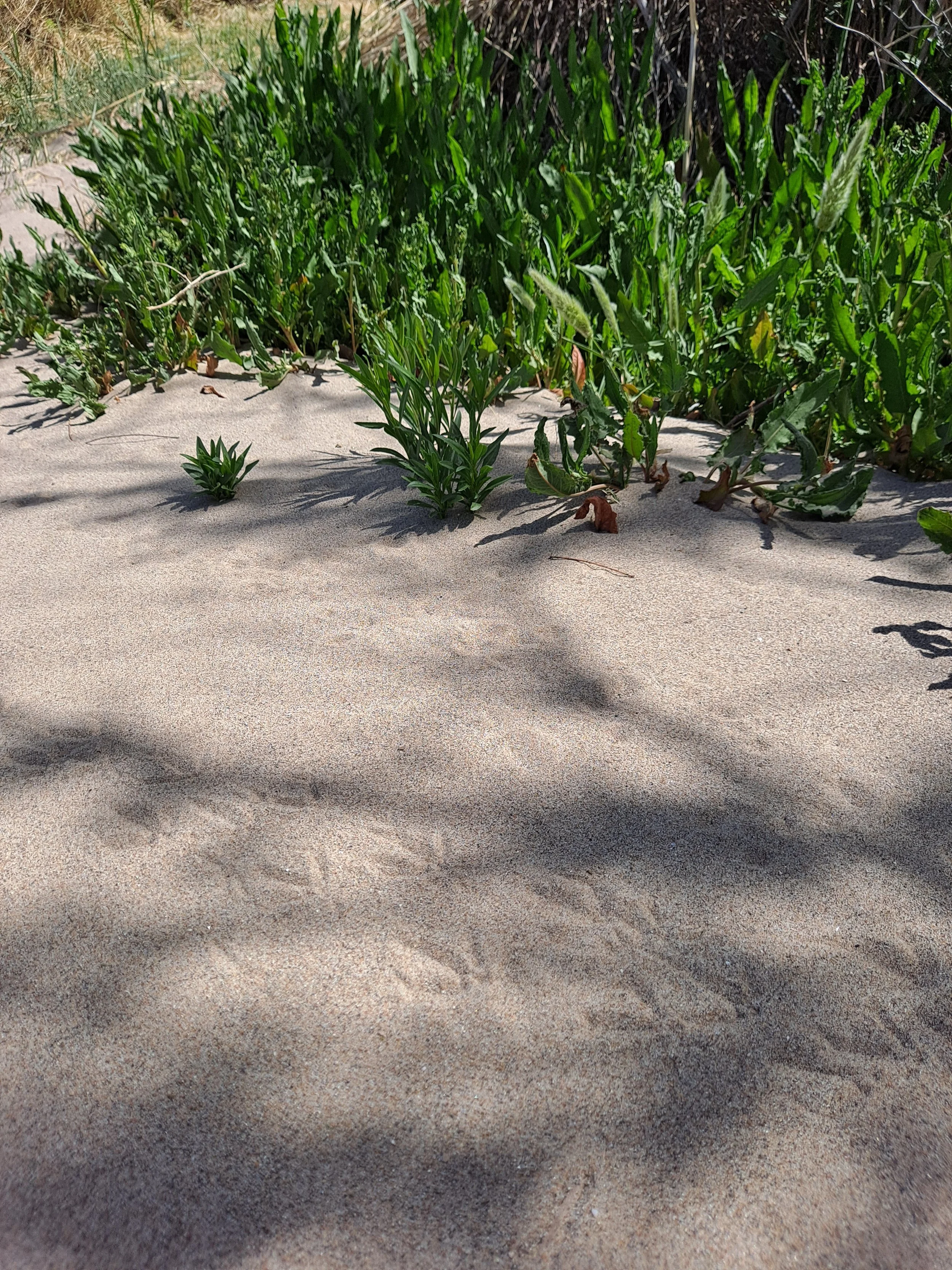 Bird footprints in a dry Rio Grande bed- El Paso, TX (April 2023)
