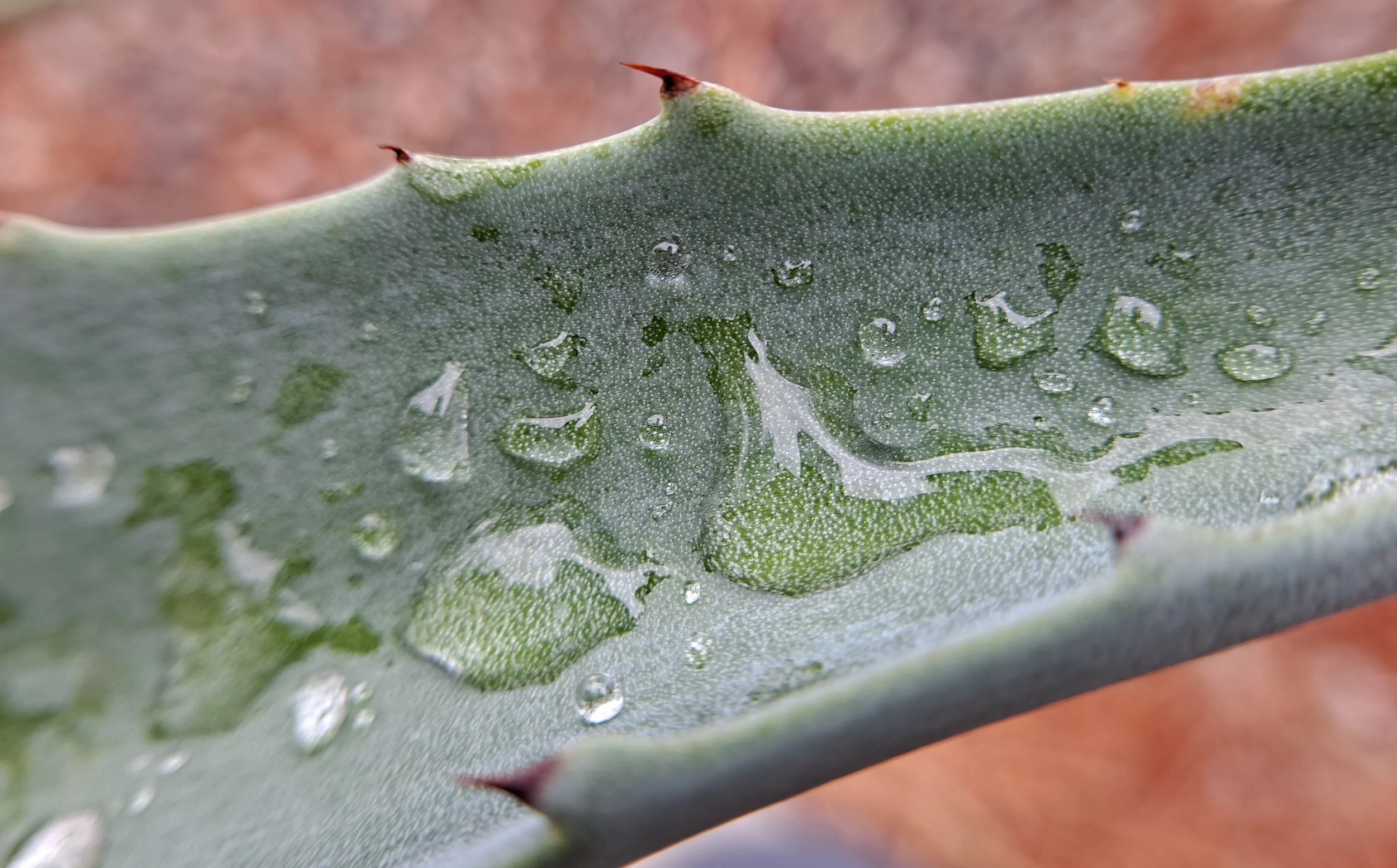 Rain on backyard agave - El Paso, TX (June 2022)