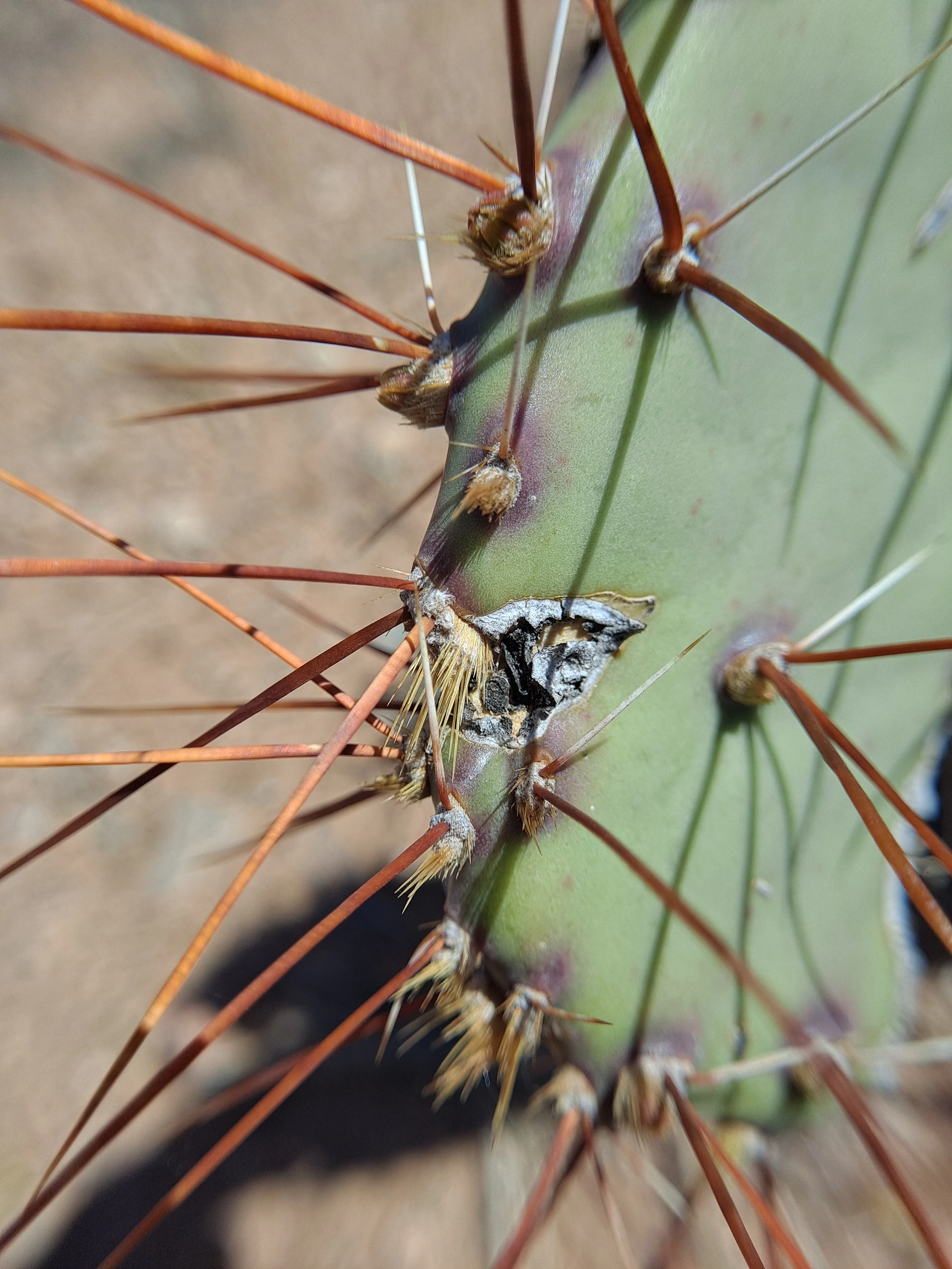Opuntia cactus (Prickly Pear) - El Paso, TX (March 2023)