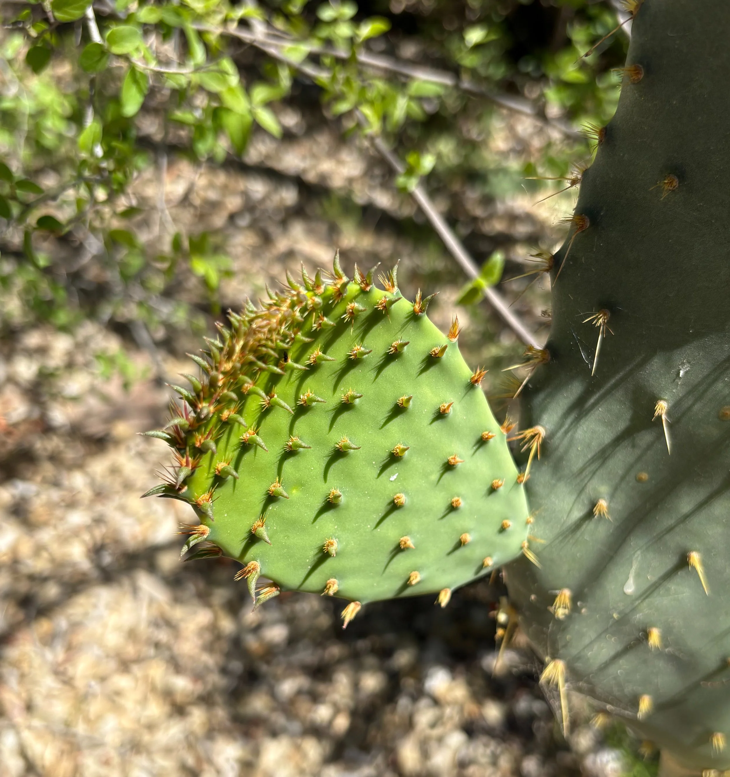 Prickly Pear (April 2026)