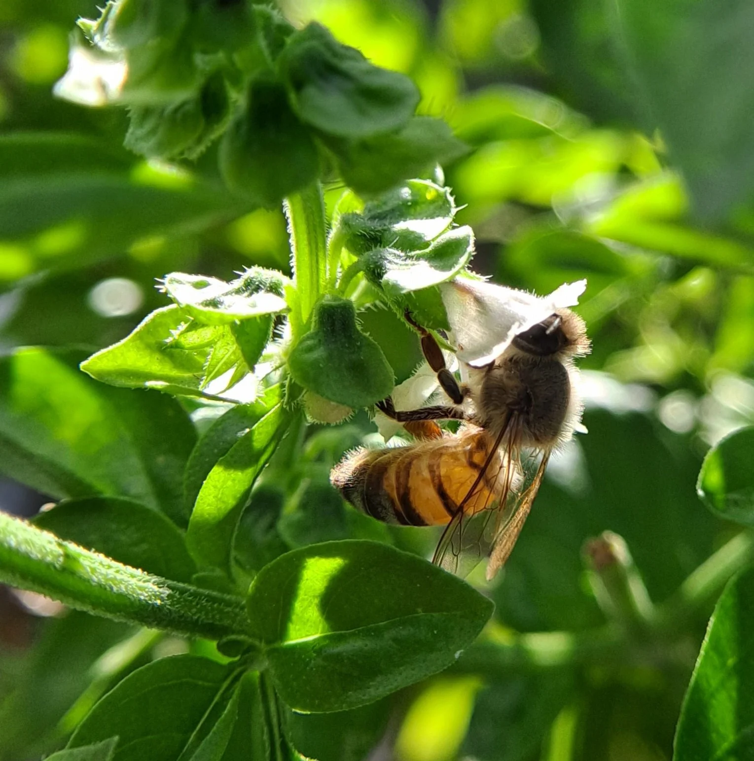 Thirsty bee in backyard garden - El Paso, TX (October 2023)