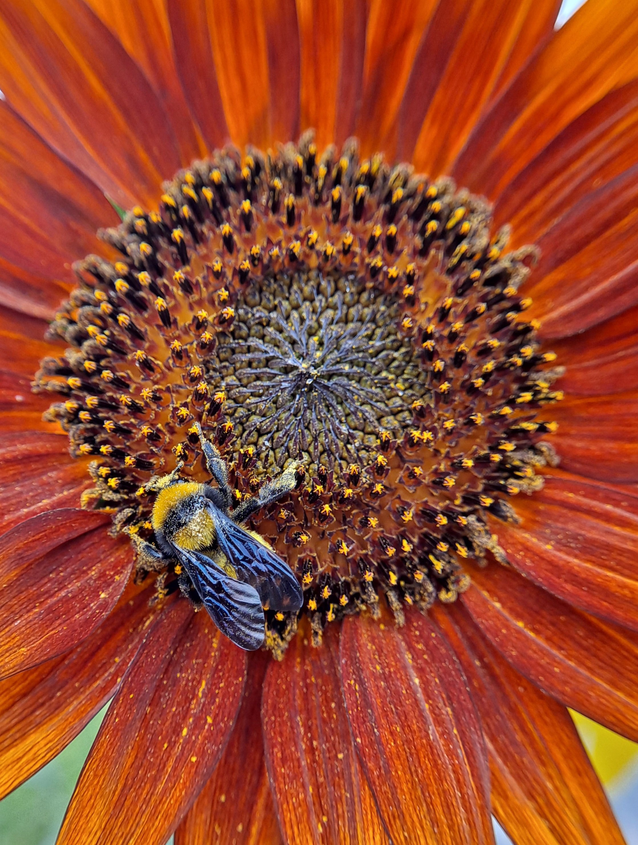Bee on backyard red sunflower - El Paso, TX (June 2023)