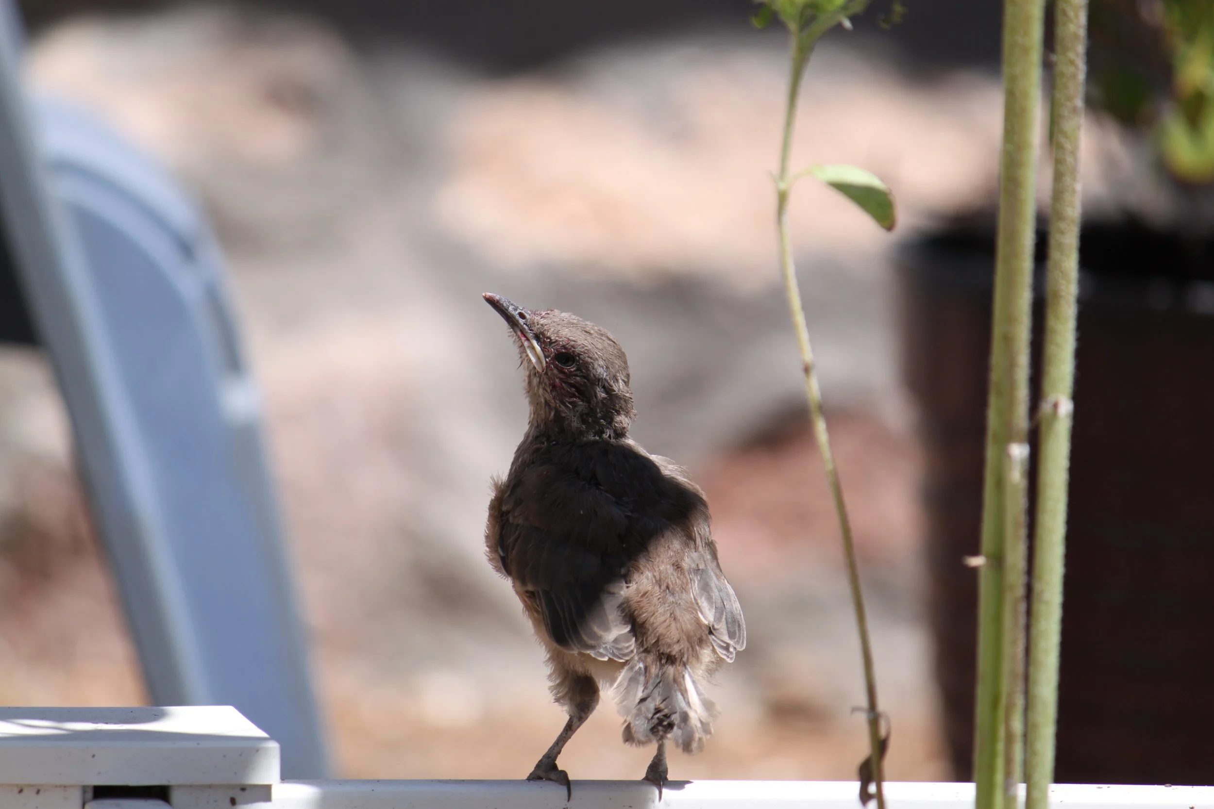 Curve-billed thrasher fledgling - El Paso, TX (June 2026)