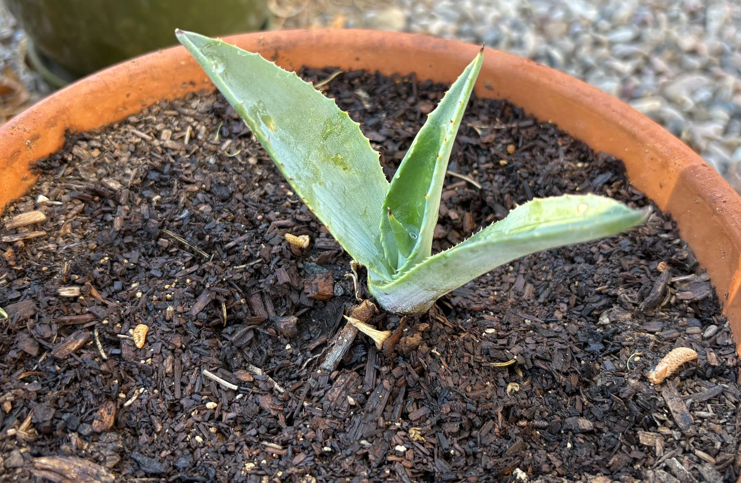 Baby agave (agave americana) (March 2026)