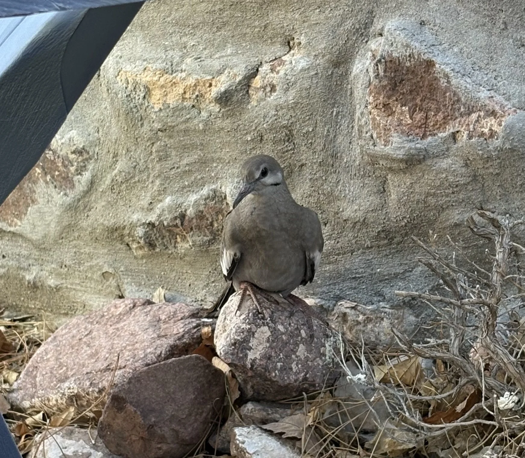 Suspicious young white-winged dove (June 2026)