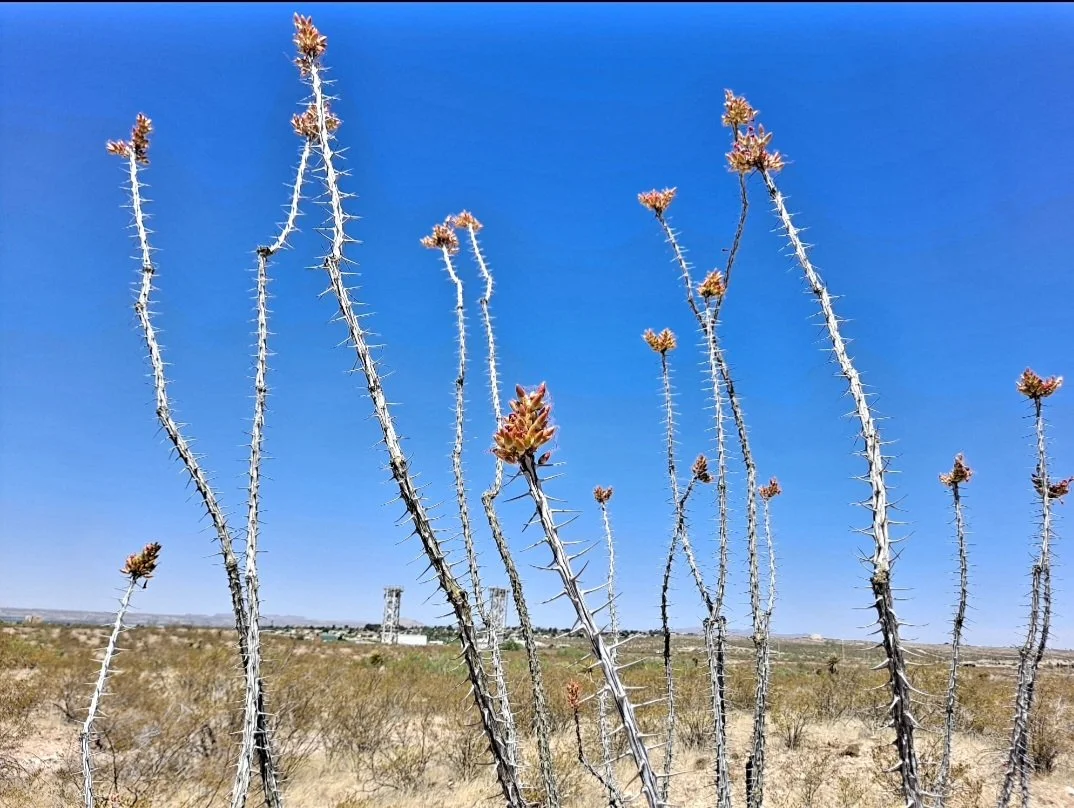 Ocotillo - Las Cruces, NM (May 2022)