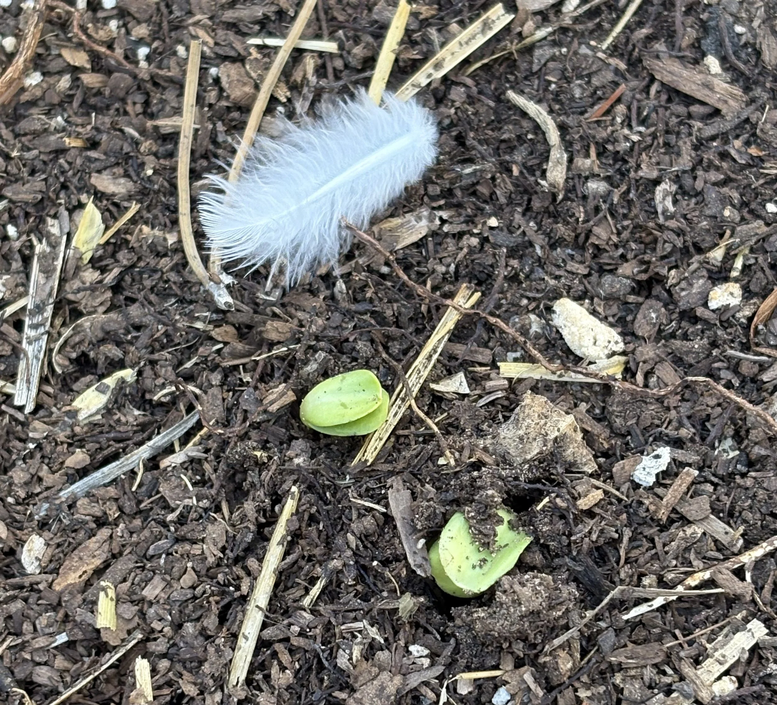 Mammoth sunflower seedlings germination with white-winged dove feather (March 2026)