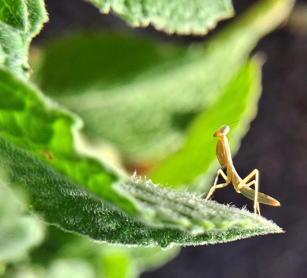 Simply offended baby praying mantis in backyard garden - El Paso, TX (May 2024)