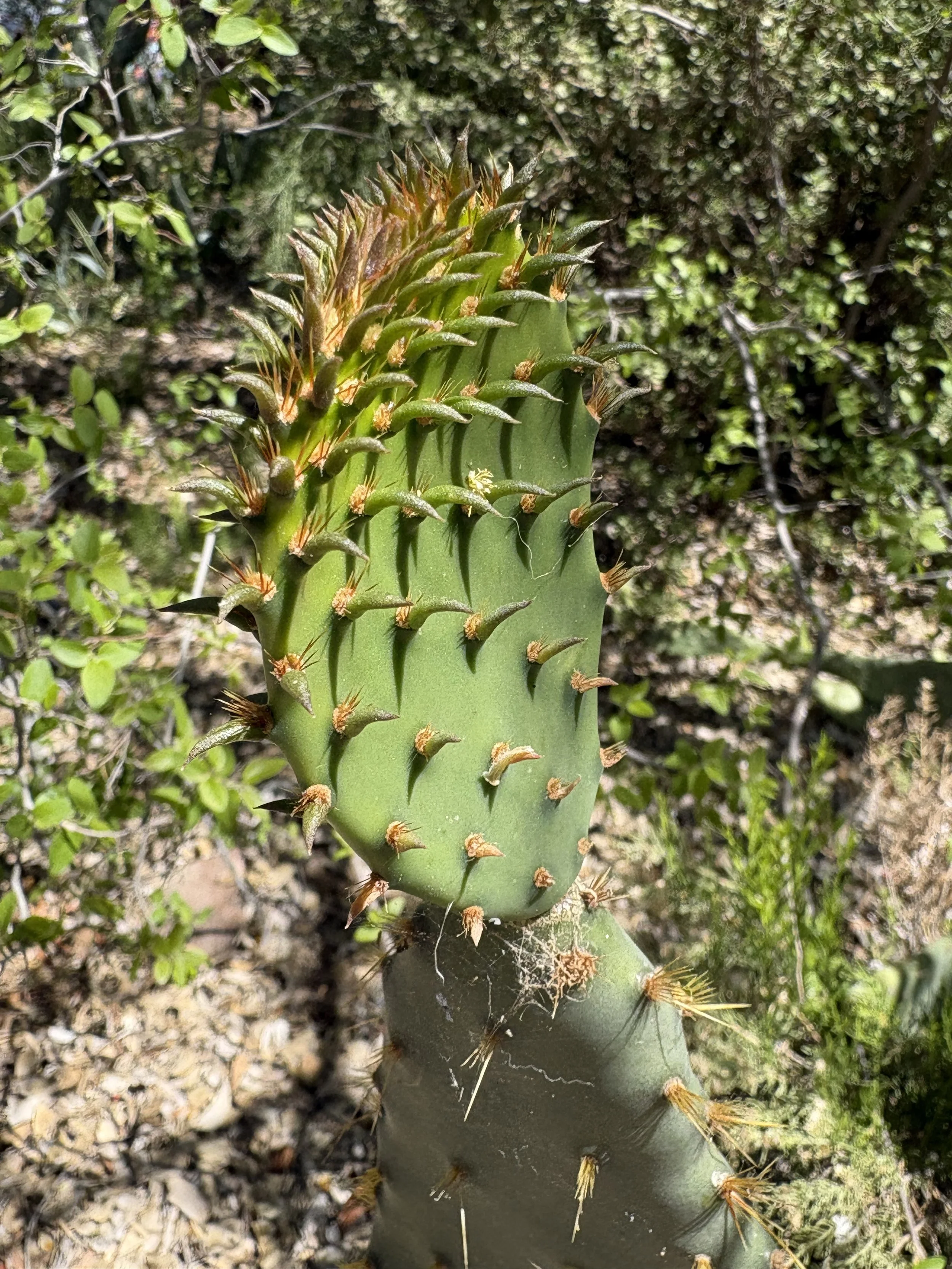 Prickly Pear (April 2026)