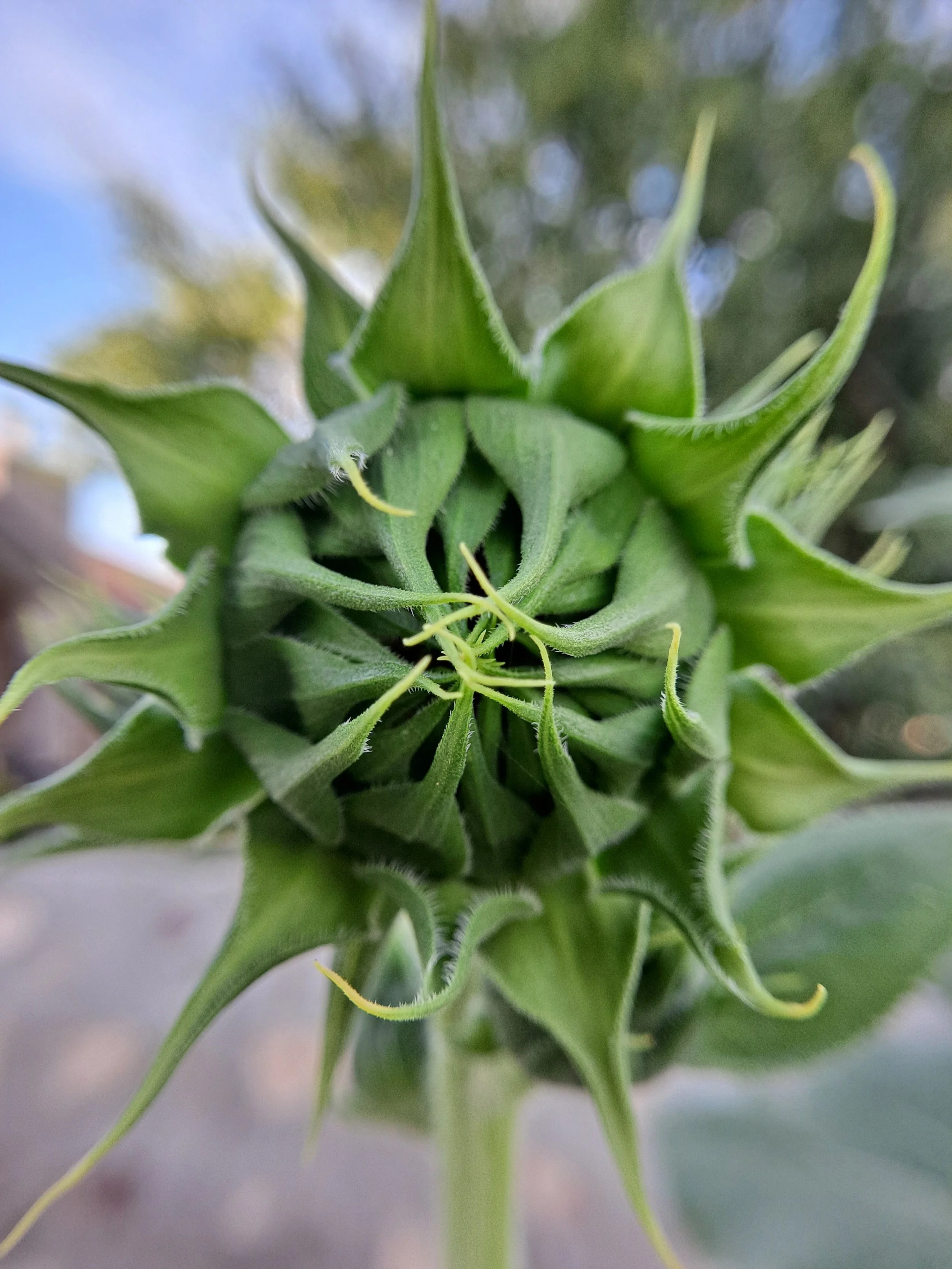 Backyard sunflower before blooming - El Paso, TX (June 2023)