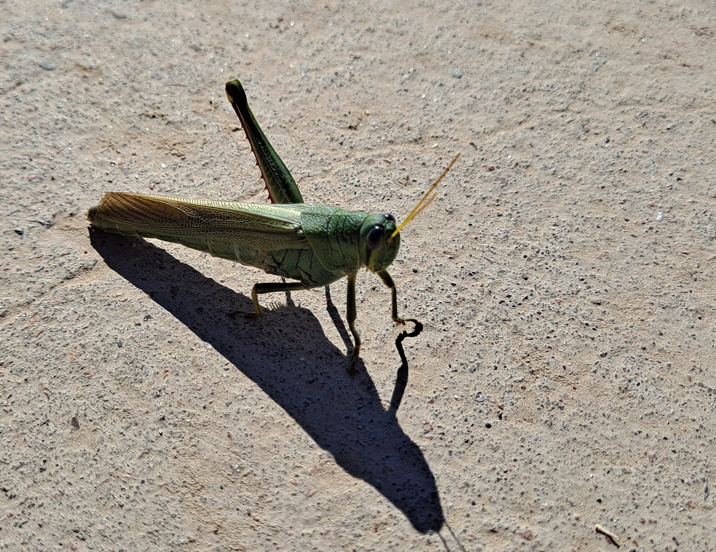 Grasshopper missing a leg on bike trail - El Paso, TX (October 2022)