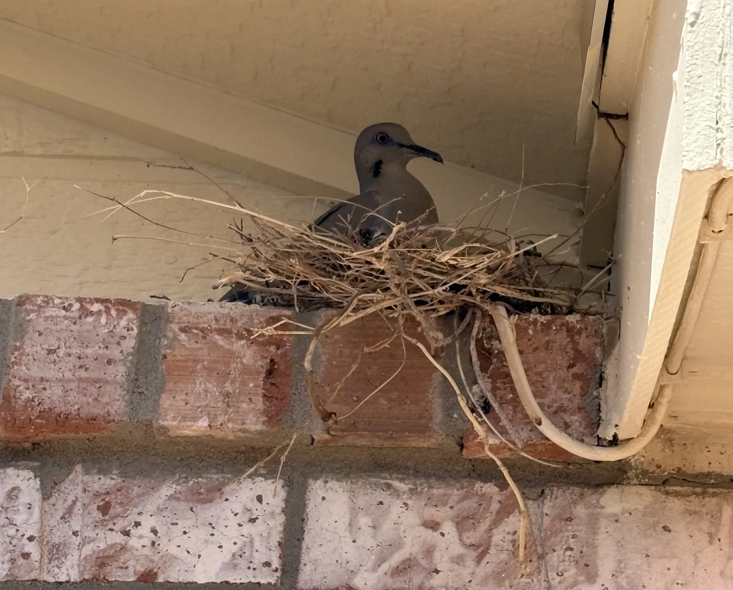 White-winged dove protective mother and nest (June 2026)