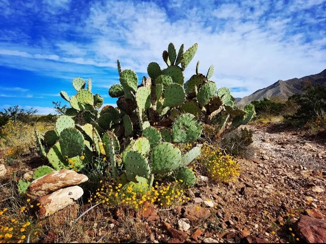 Large Prickly pear - El Paso, TX (November 2022)
