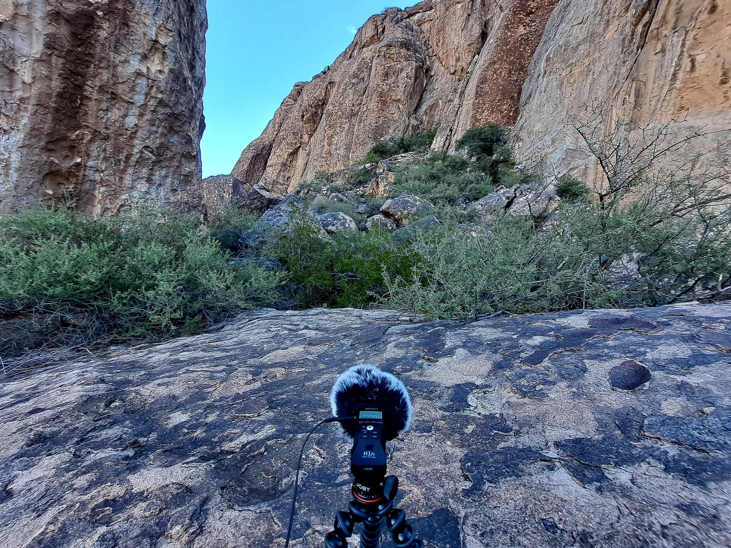 Recording bickering birds (September 2023)