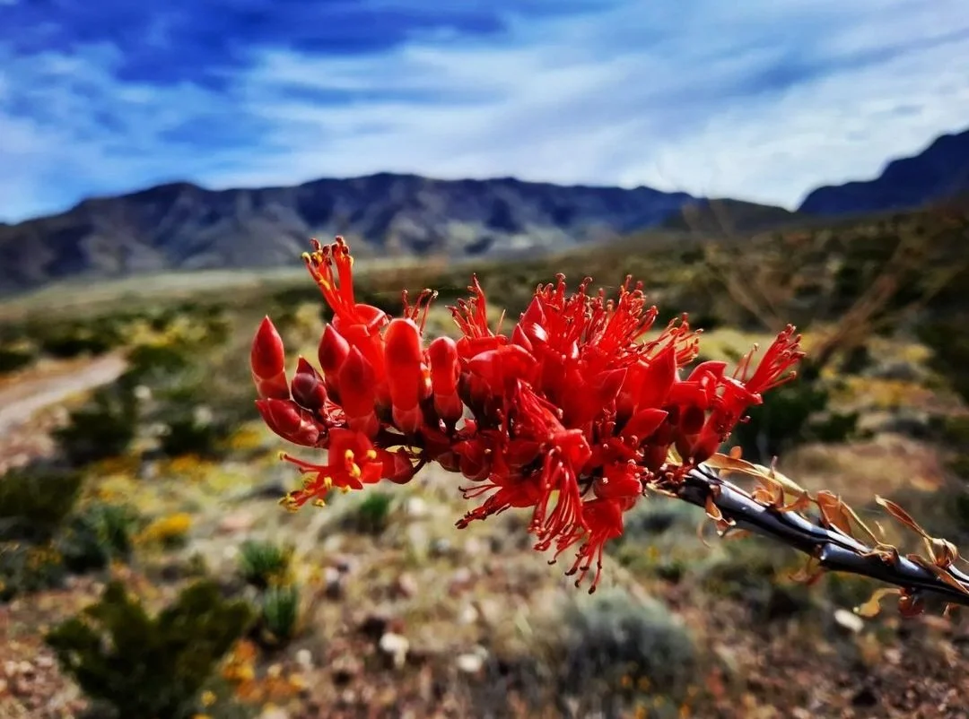 Ocotillo flower - El Paso, TX (November 2022)