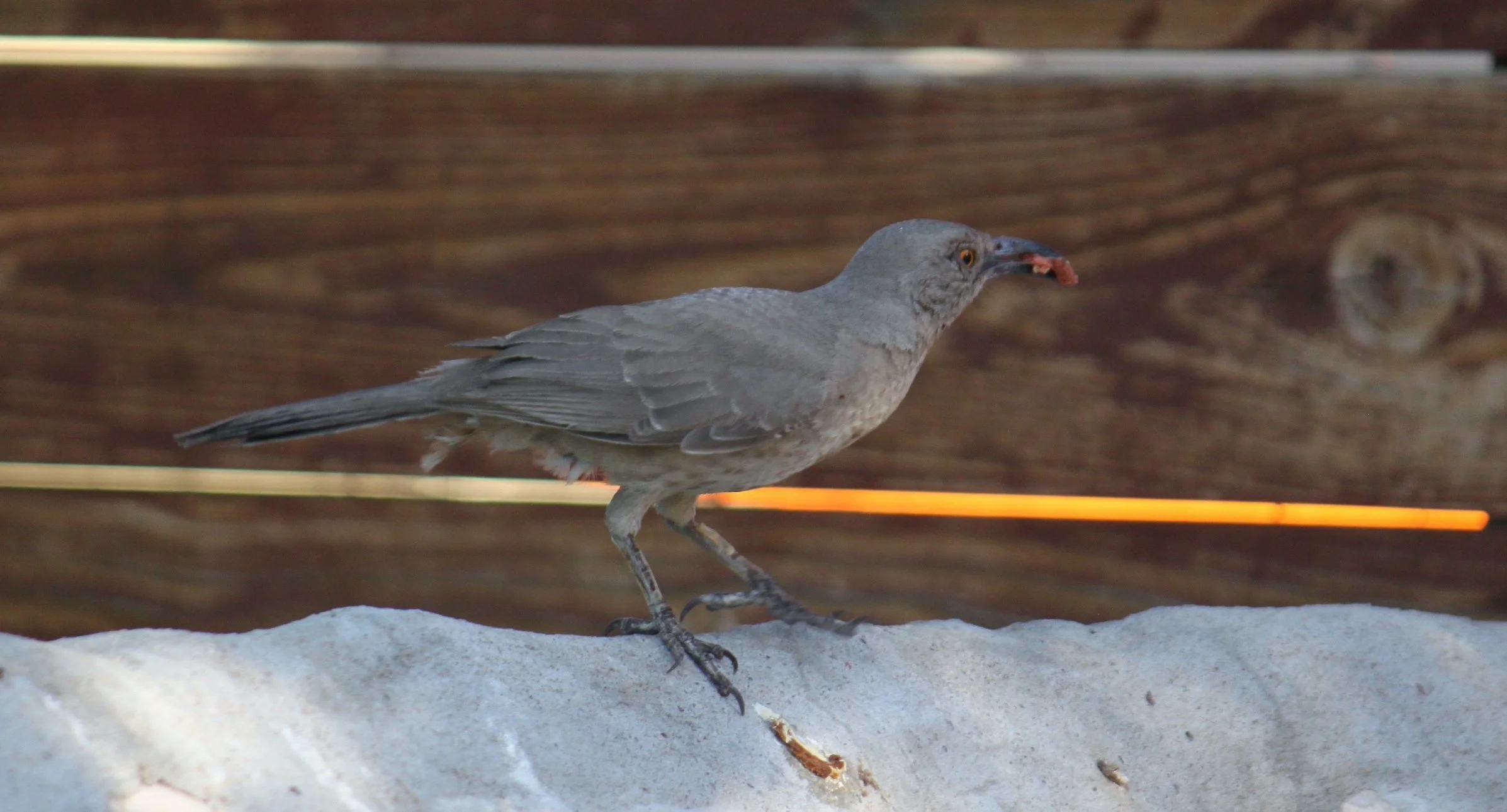 Curve-billed thrasher - El Paso, TX (June 2026)