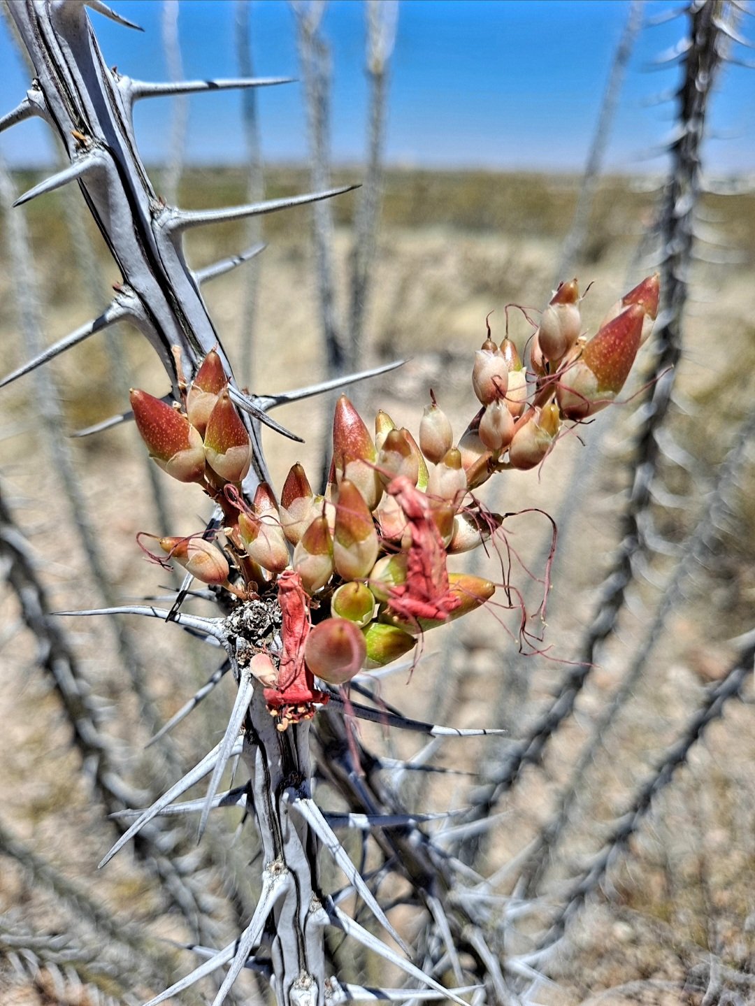 Ocotillo - El Paso, TX (May 2022)