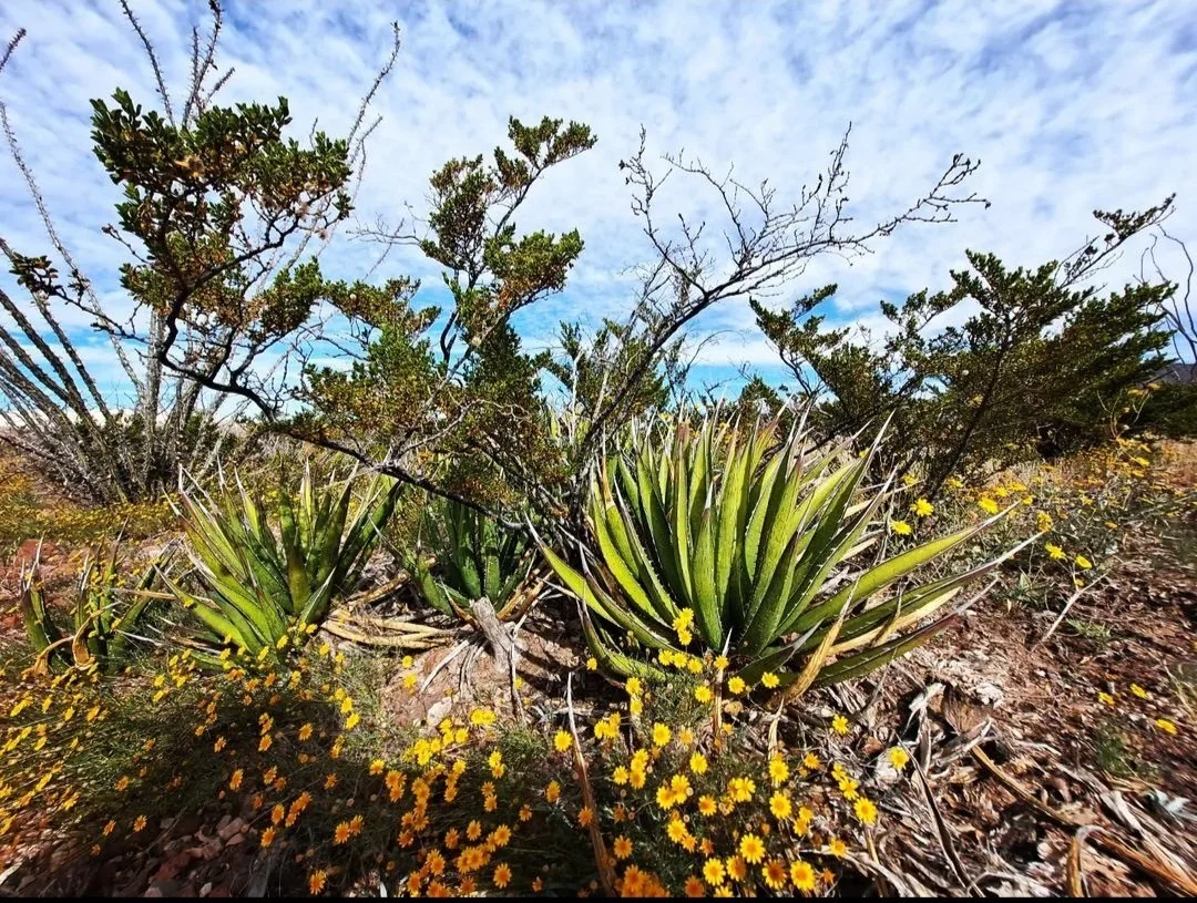 Assortment of desert plants - El Paso, TX (November 2022)