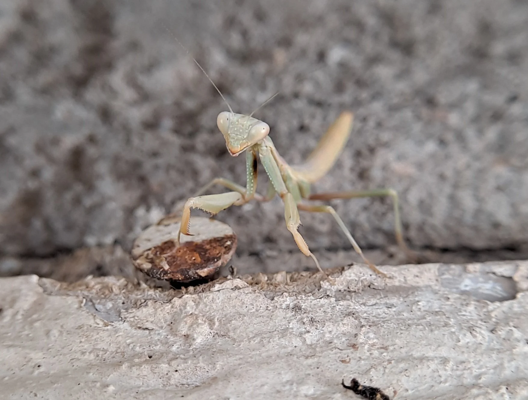 Praying mantis on back porch - El Paso, TX (June 2023)