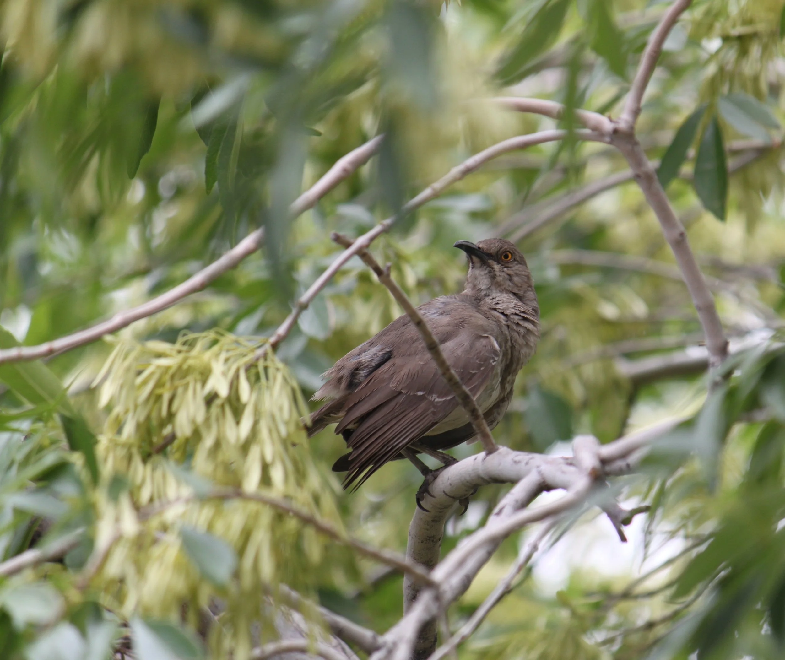 Curve-billed thrasher striking a pose in neighbor's tree (June 2026)