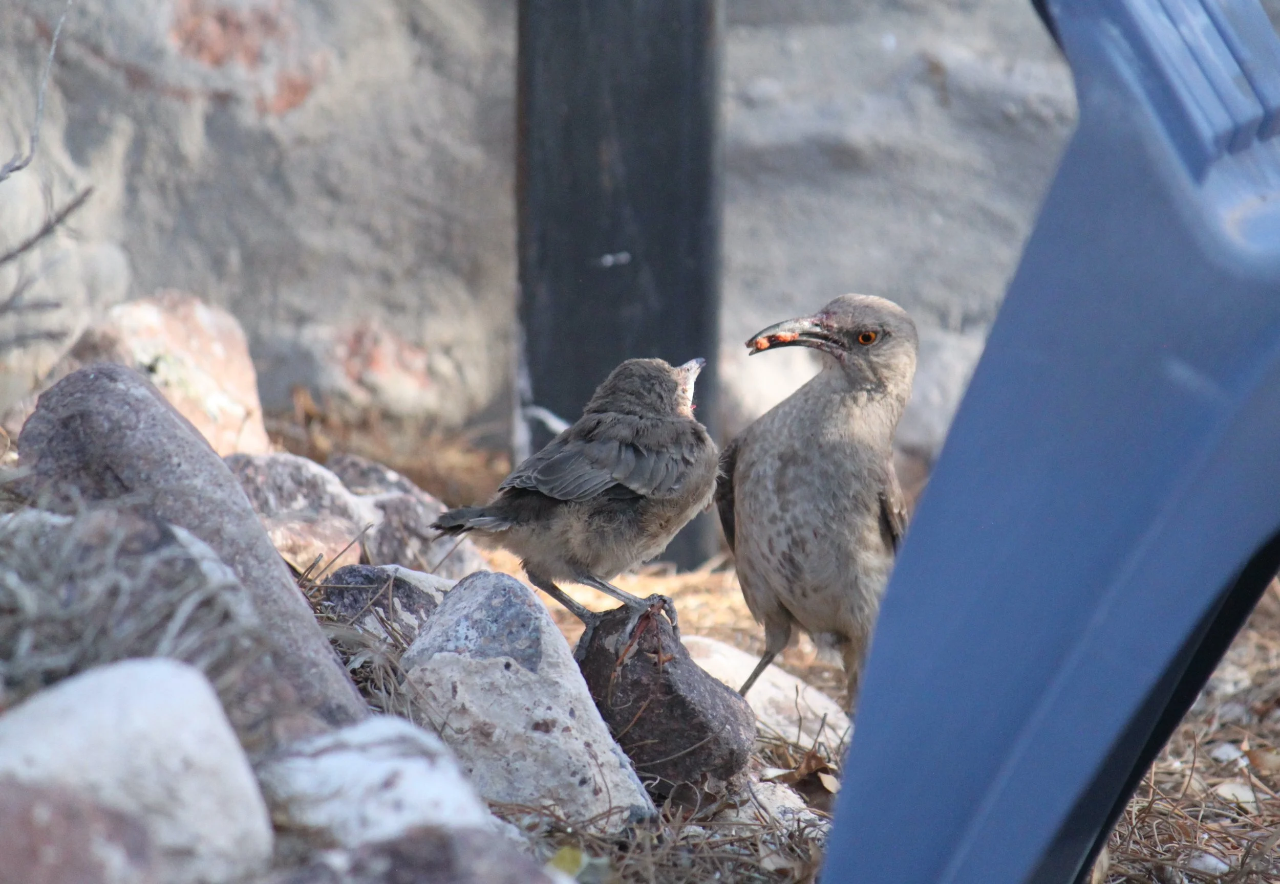 Curve-billed thrasher fledgling and parent during feeding time - El Paso, TX (June 2026)