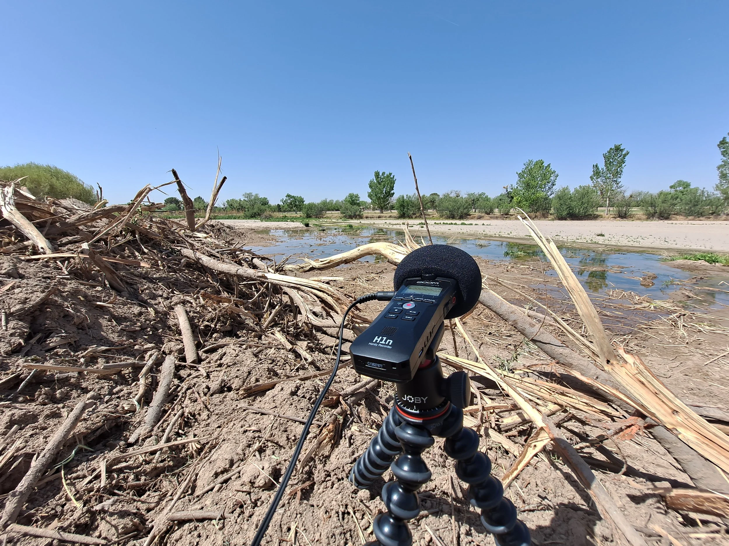 Recording bird calls in semi-dry Rio Grande bed - Anthony, NM (April 2023)