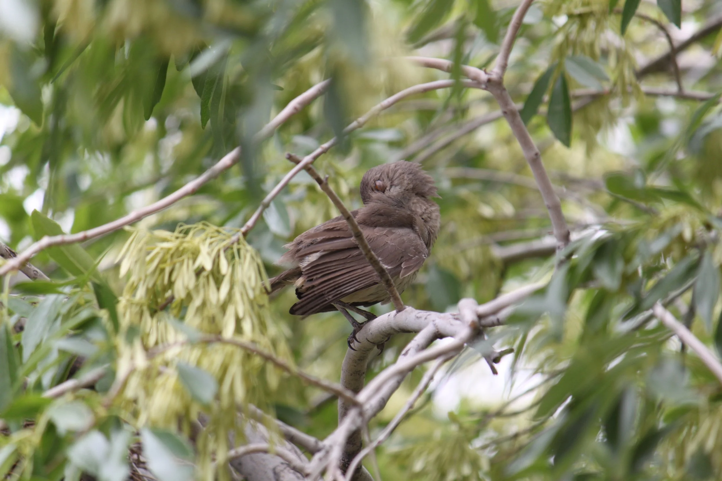 Curve-billed thrasher contortionist (June 2026)