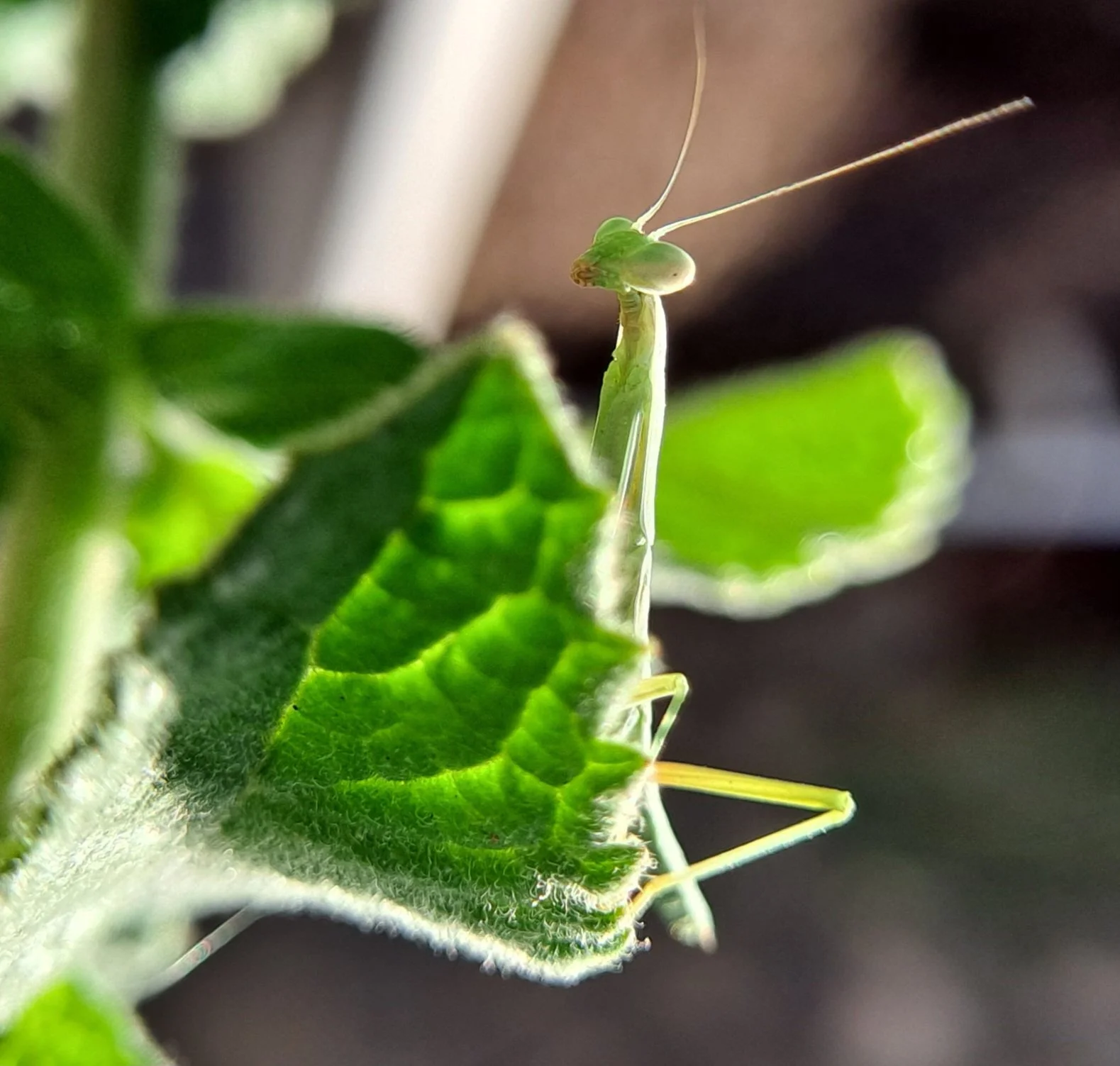 Dapper praying mantis in backyard garden - El Paso, TX (May 2024)