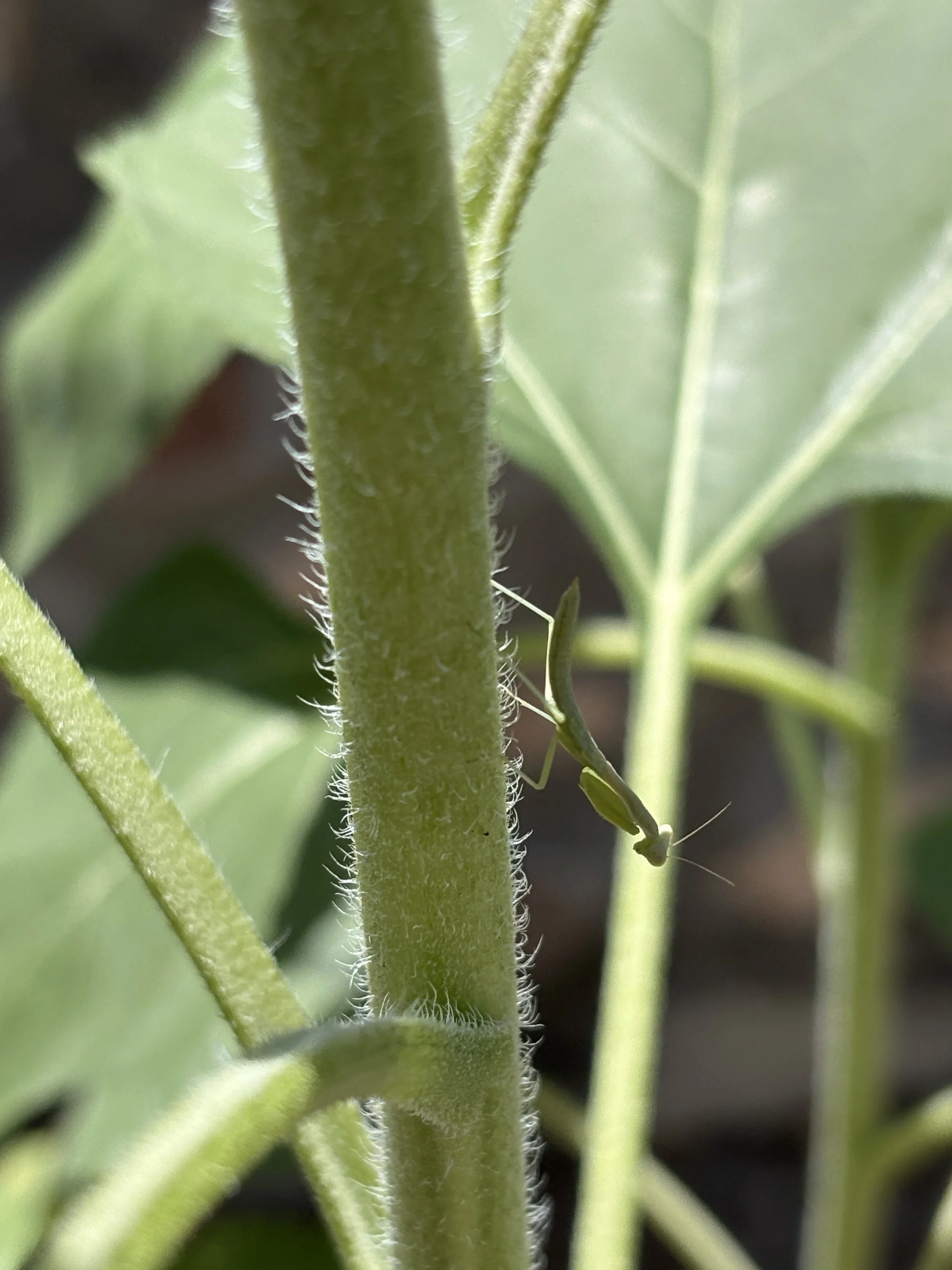 Baby praying mantis on sunflower stem (June 2026)