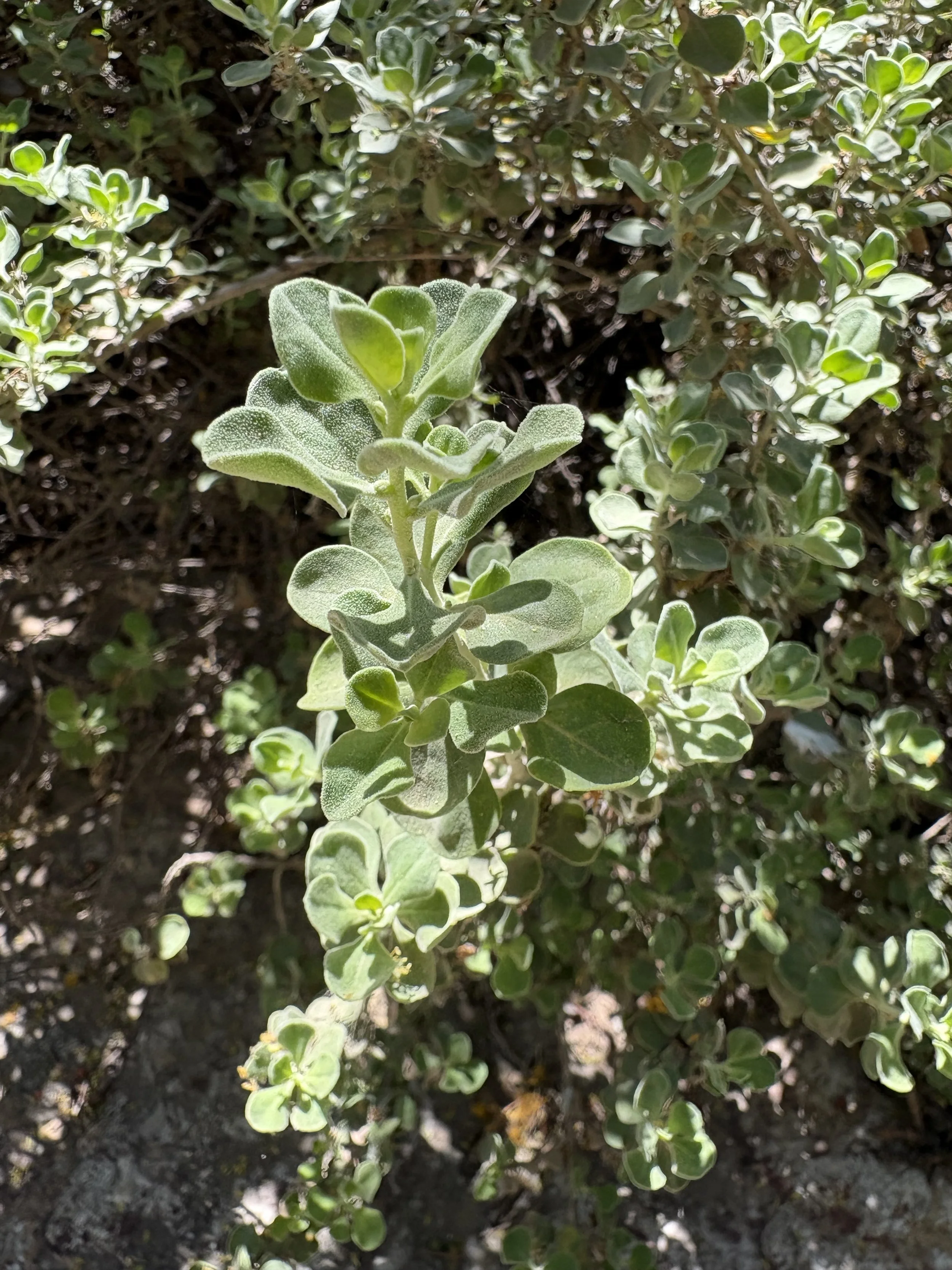 Texas Sage (April 2026)