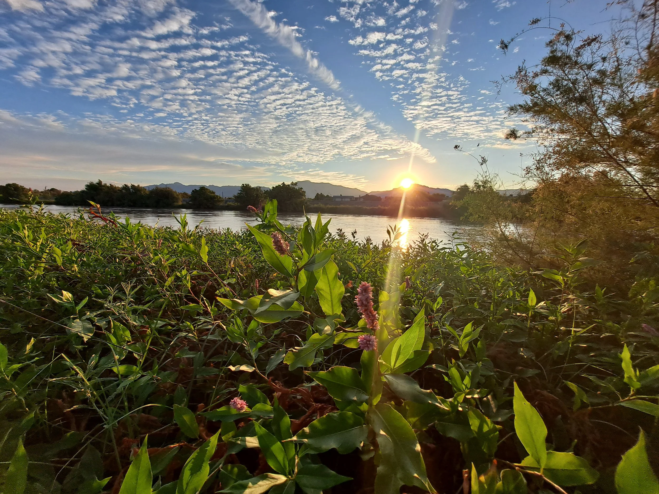 Rio Grande plant life - El Paso, TX (September 2023)