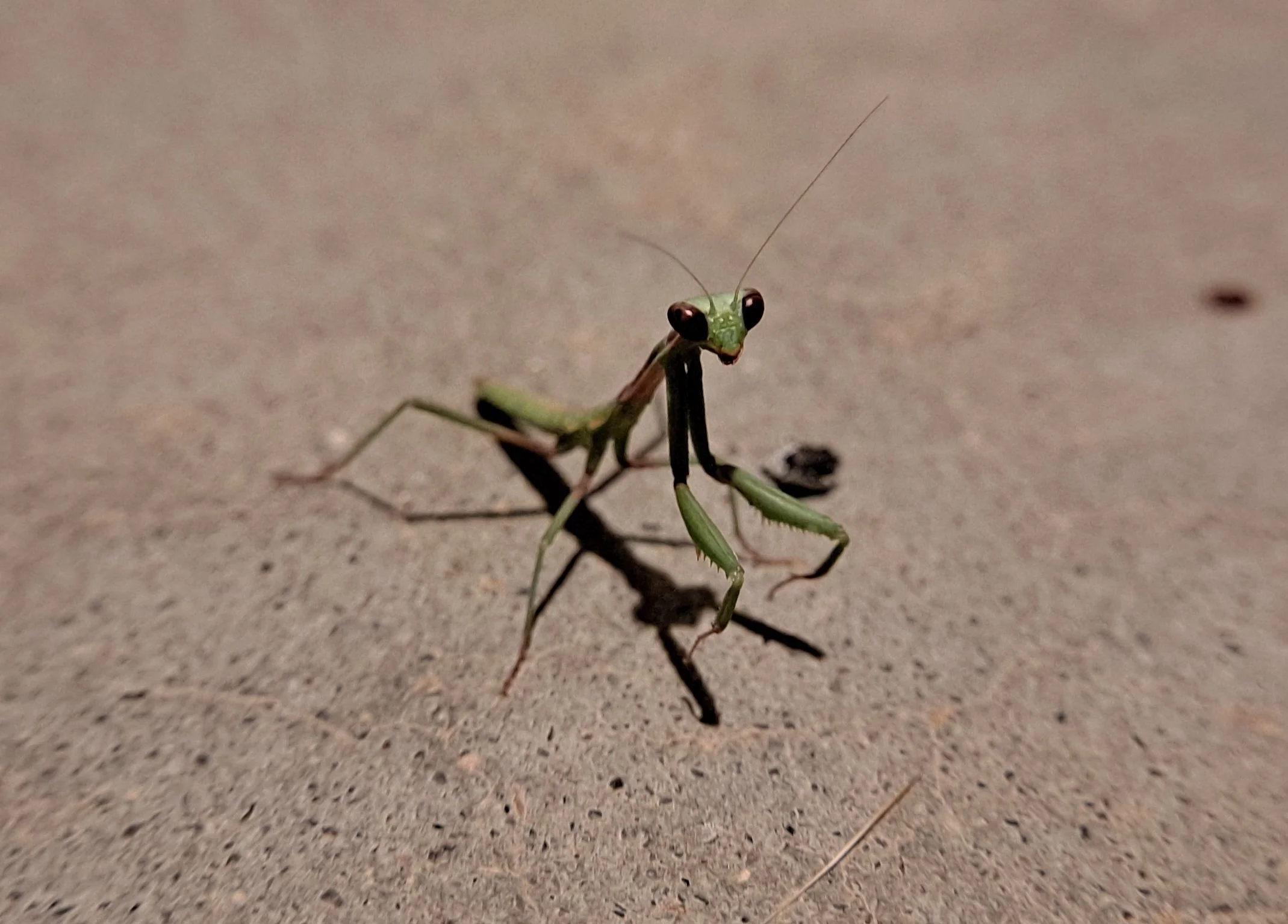 Alien baby praying mantis on backyard porch - El Paso, TX (October 2023)