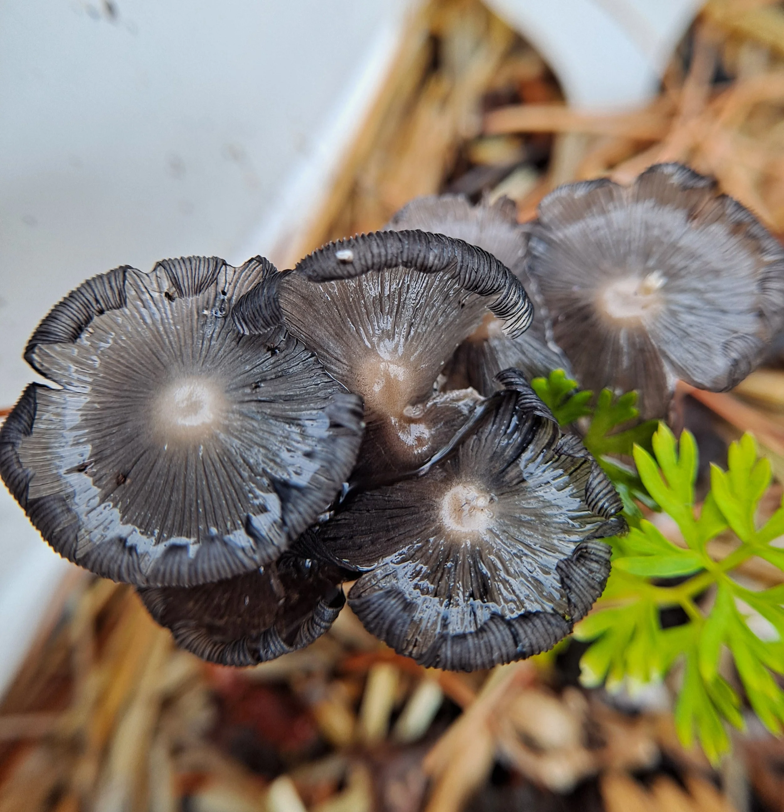 Mushroom spores (fun-little-gi) in backyard garden - El Paso, TX (June 2022)
