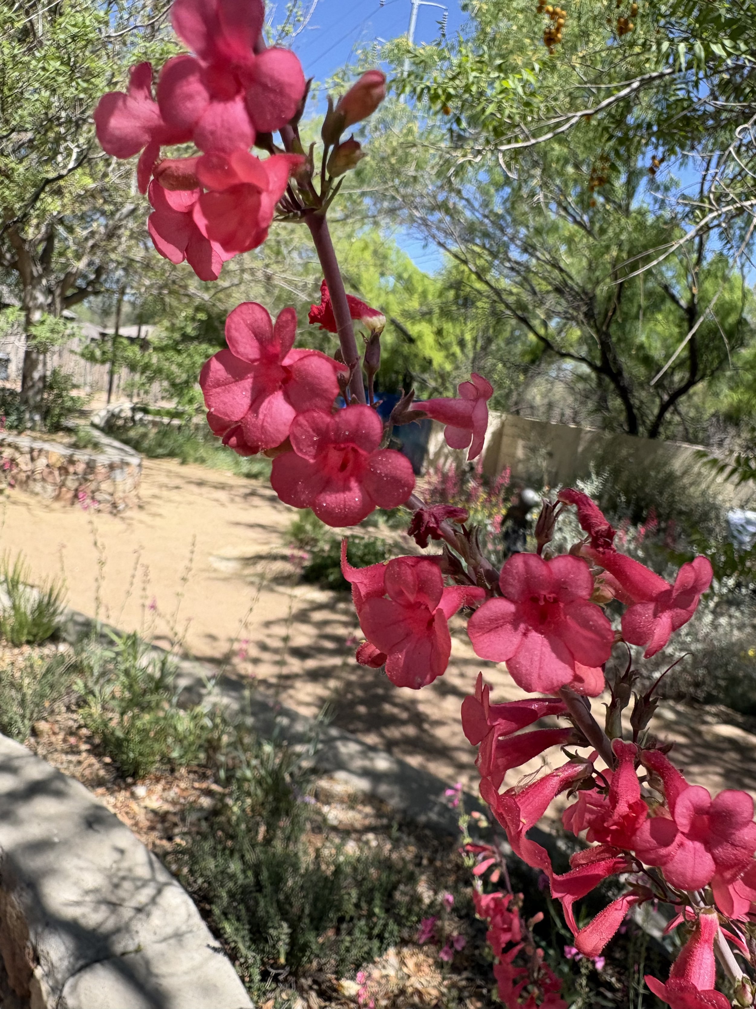 Penstemon (April 2026)